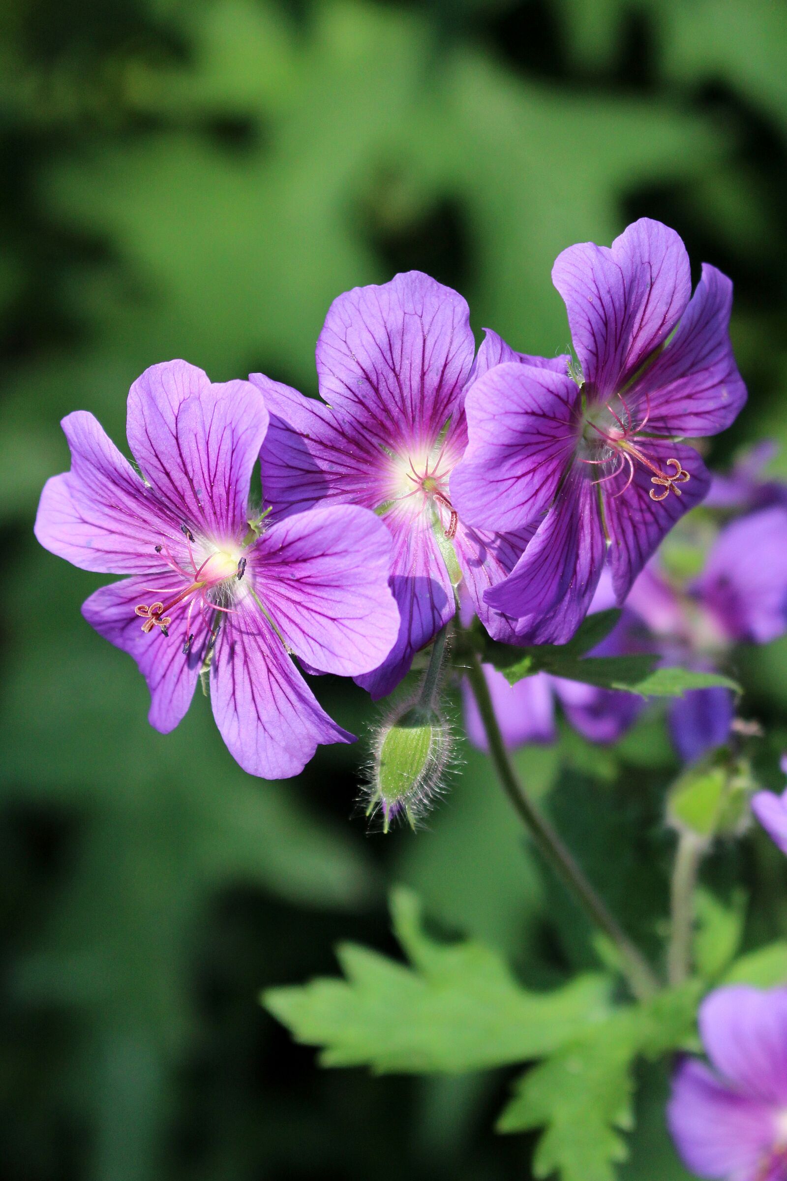 Canon EOS 700D (EOS Rebel T5i / EOS Kiss X7i) sample photo. Flower, purple, light and photography