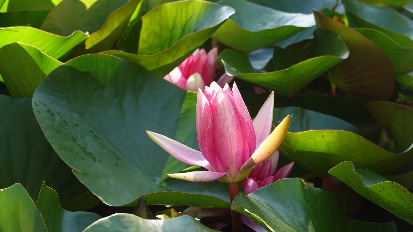 Sony Cyber-shot DSC-RX100 VI sample photo. Water lily, pond, water photography