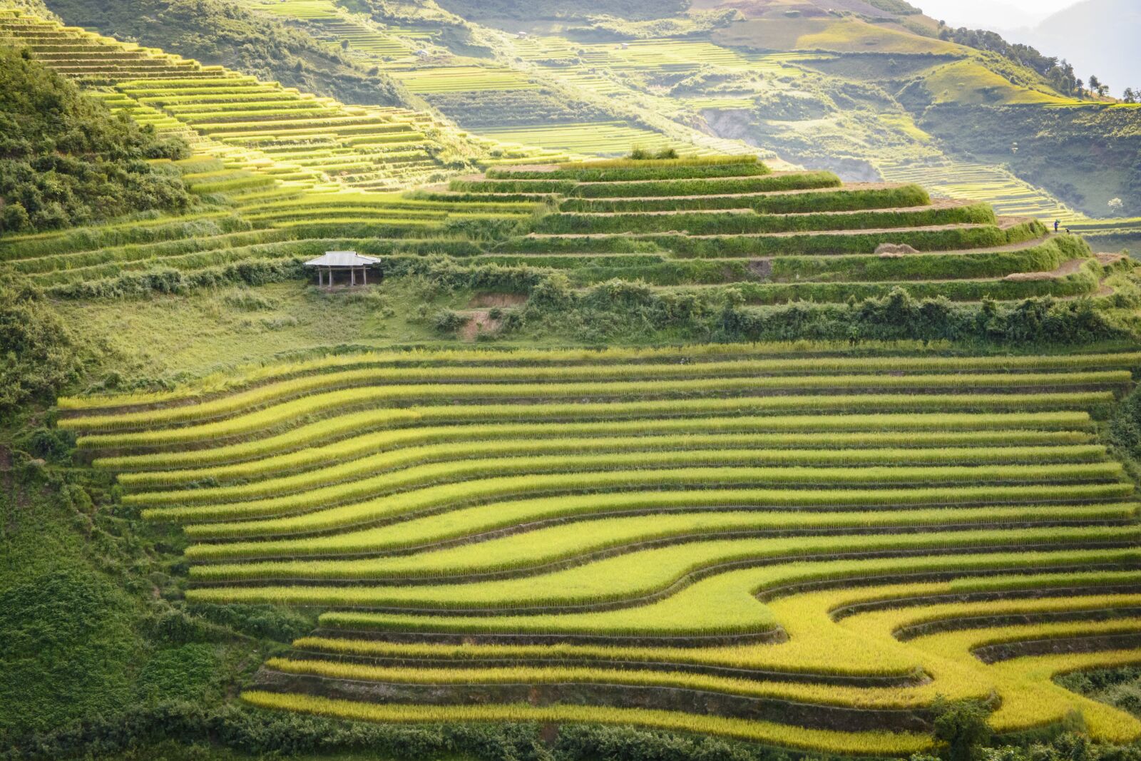 Nikon D7100 sample photo. Terraces, cooked rice, sunset photography