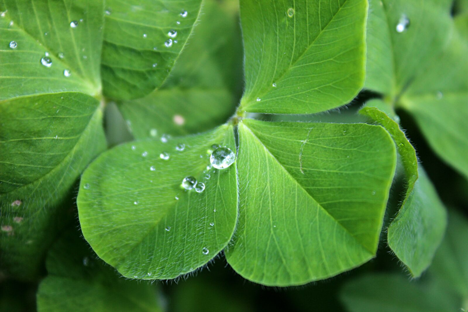 Canon EOS 600D (Rebel EOS T3i / EOS Kiss X5) sample photo. Four leaf clover, luck photography