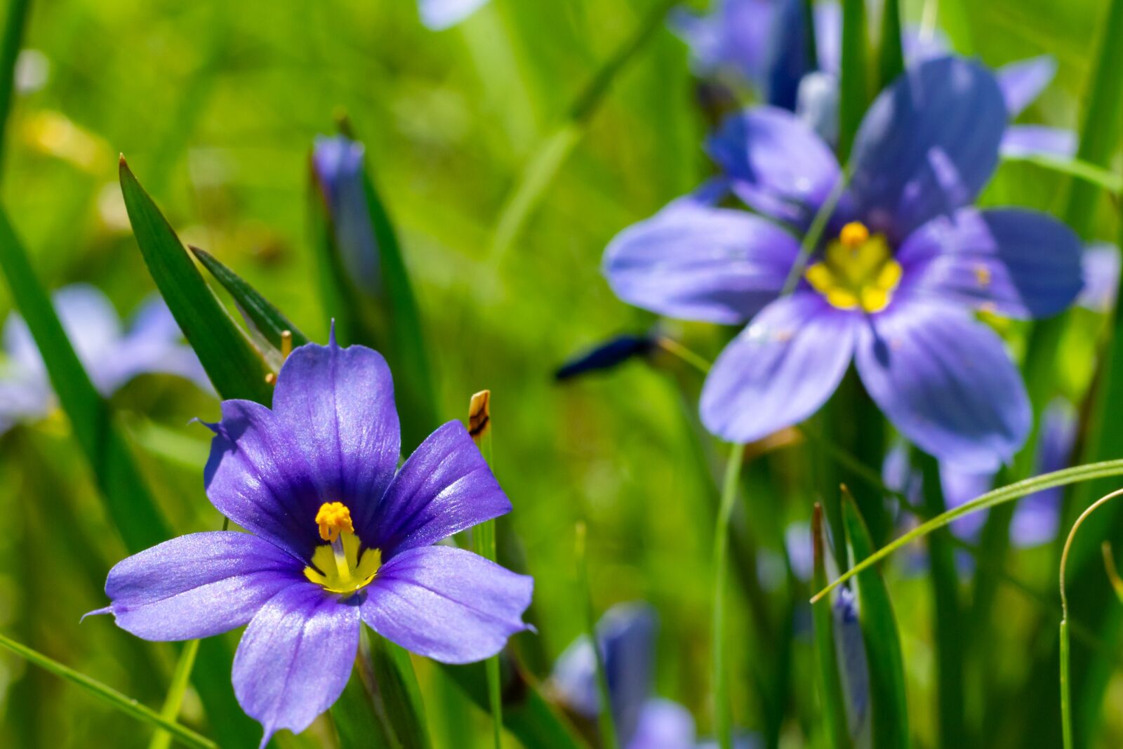 Sony a7 II + Sony FE 50mm F1.8 sample photo. Flowers, texas, outdoor photography