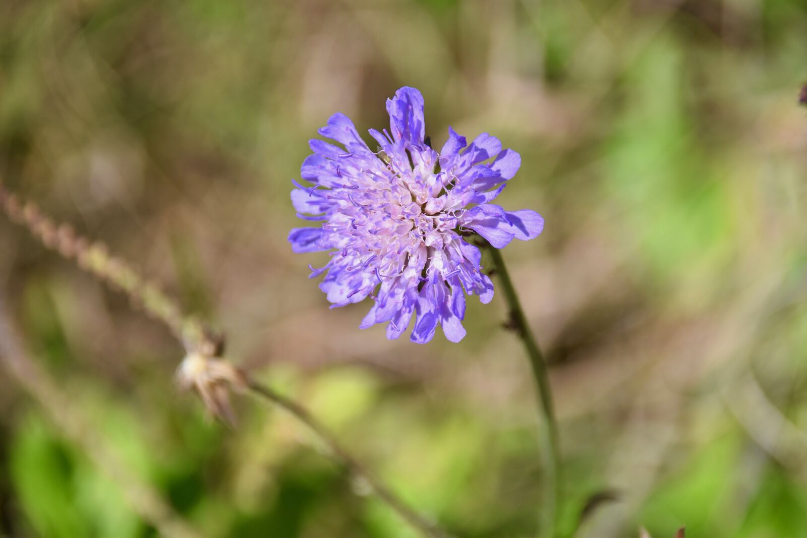 Nikon D5600 sample photo. Flower, flower petals purple photography