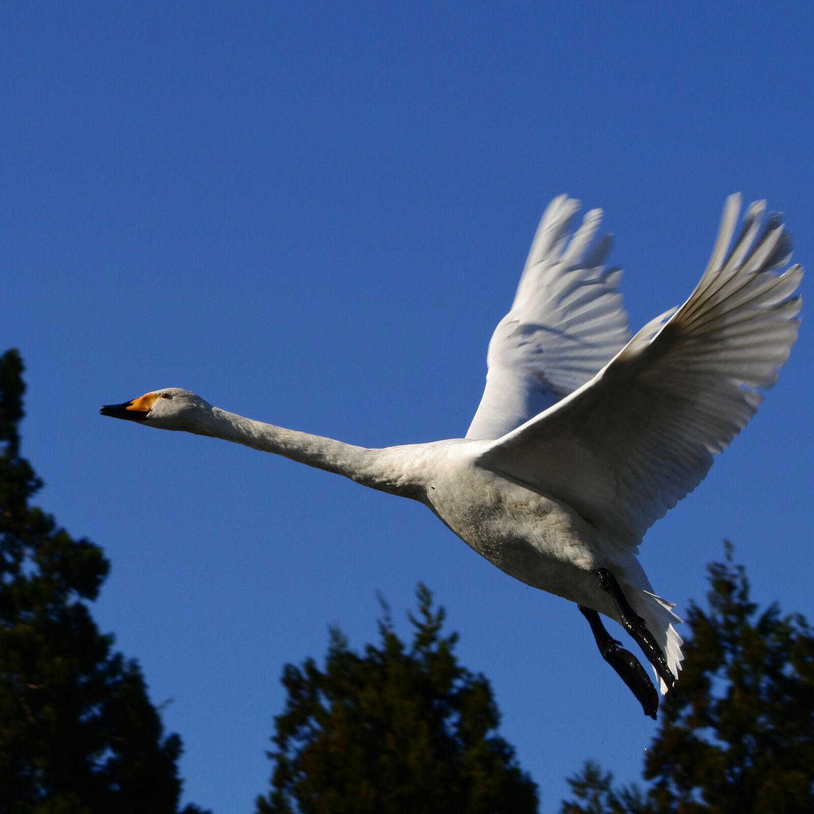 VR 70-300mm f/4.5-6.3G sample photo. Animal, sky, wood photography