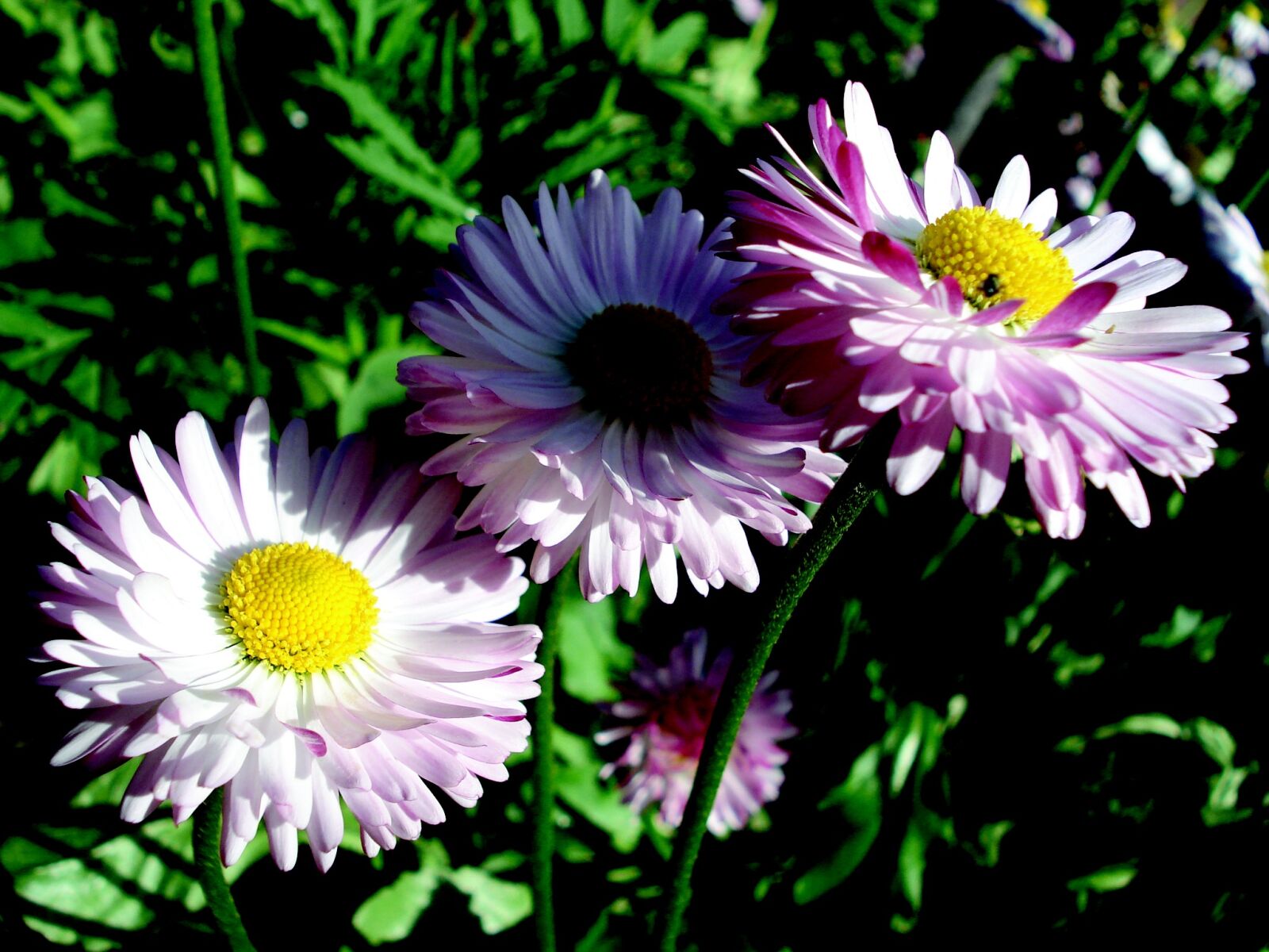 Sony DSC-W50 sample photo. Flowers, nature, garden photography