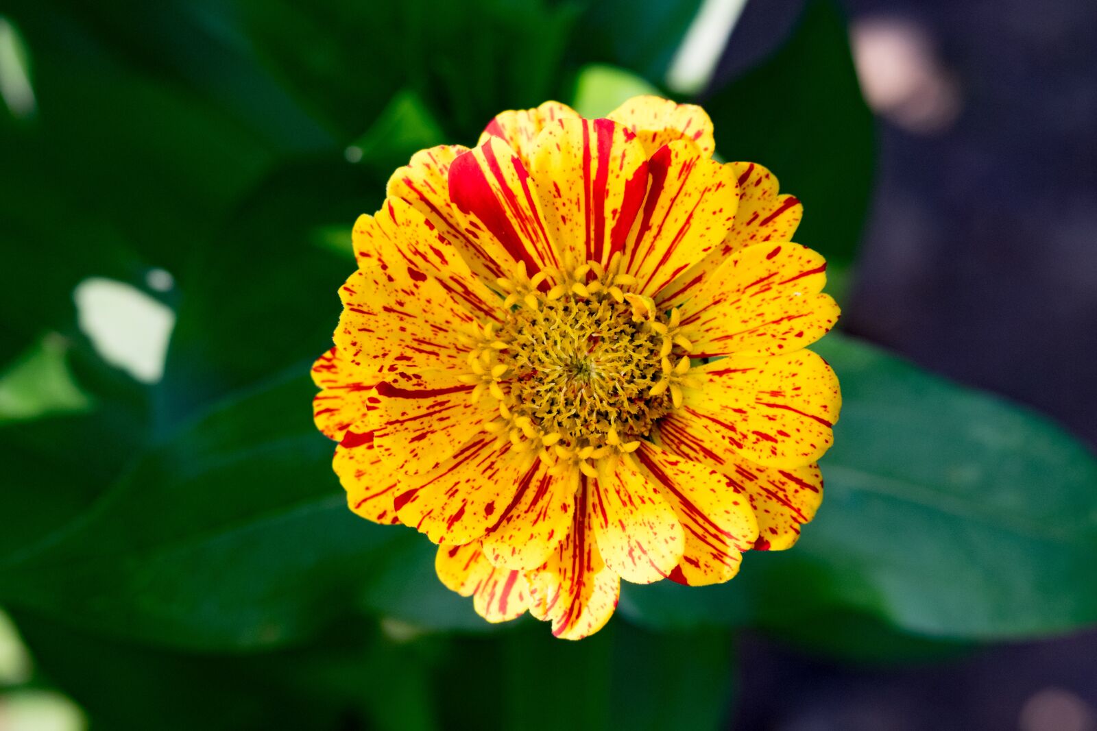 Fujifilm X-T10 sample photo. Flower, zinnia, garden photography