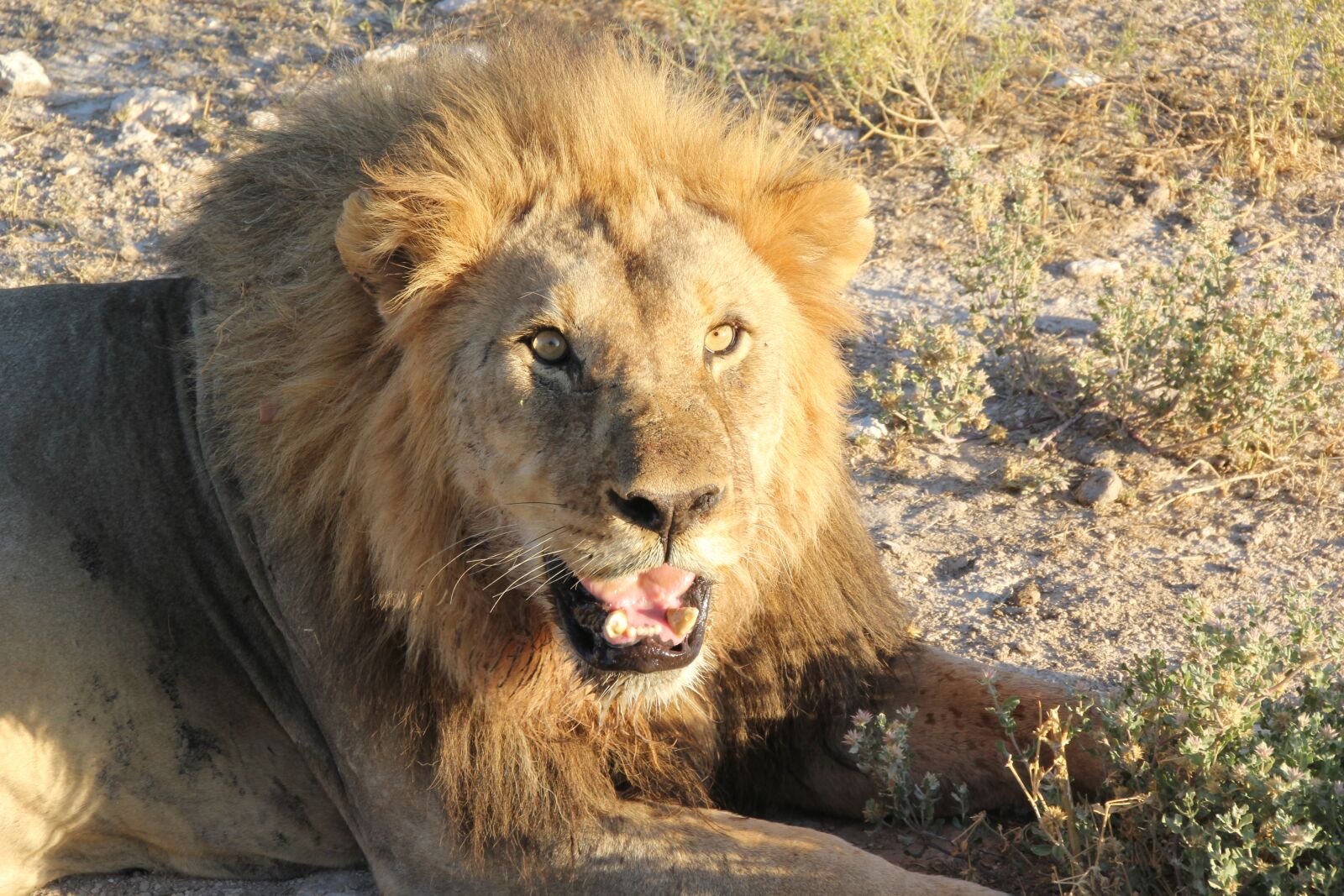 Canon EOS 60D sample photo. Lion, animal, mammal photography
