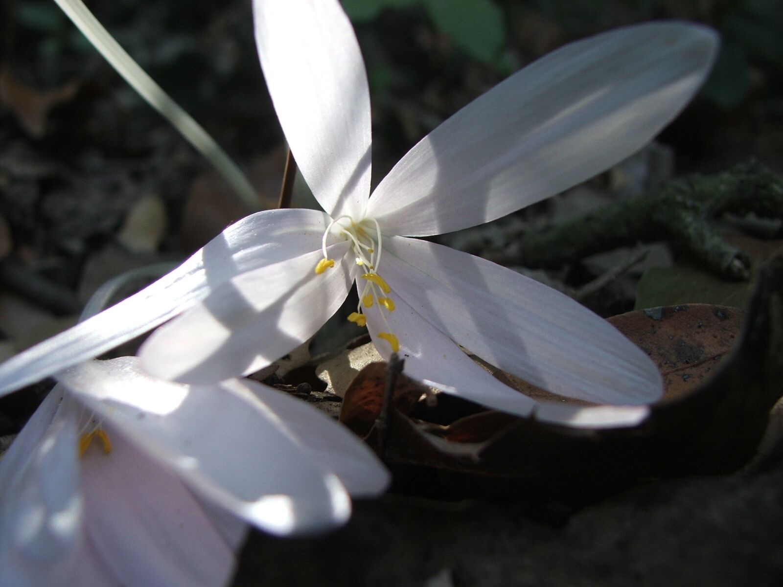 Fujifilm FinePix S5500 sample photo. Flower, nature, spring photography