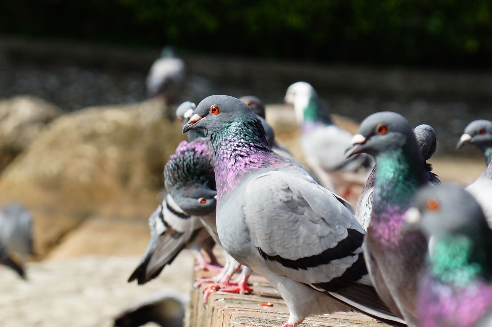 Sony DT 18-135mm F3.5-5.6 SAM sample photo. Pigeon, static, pet photography