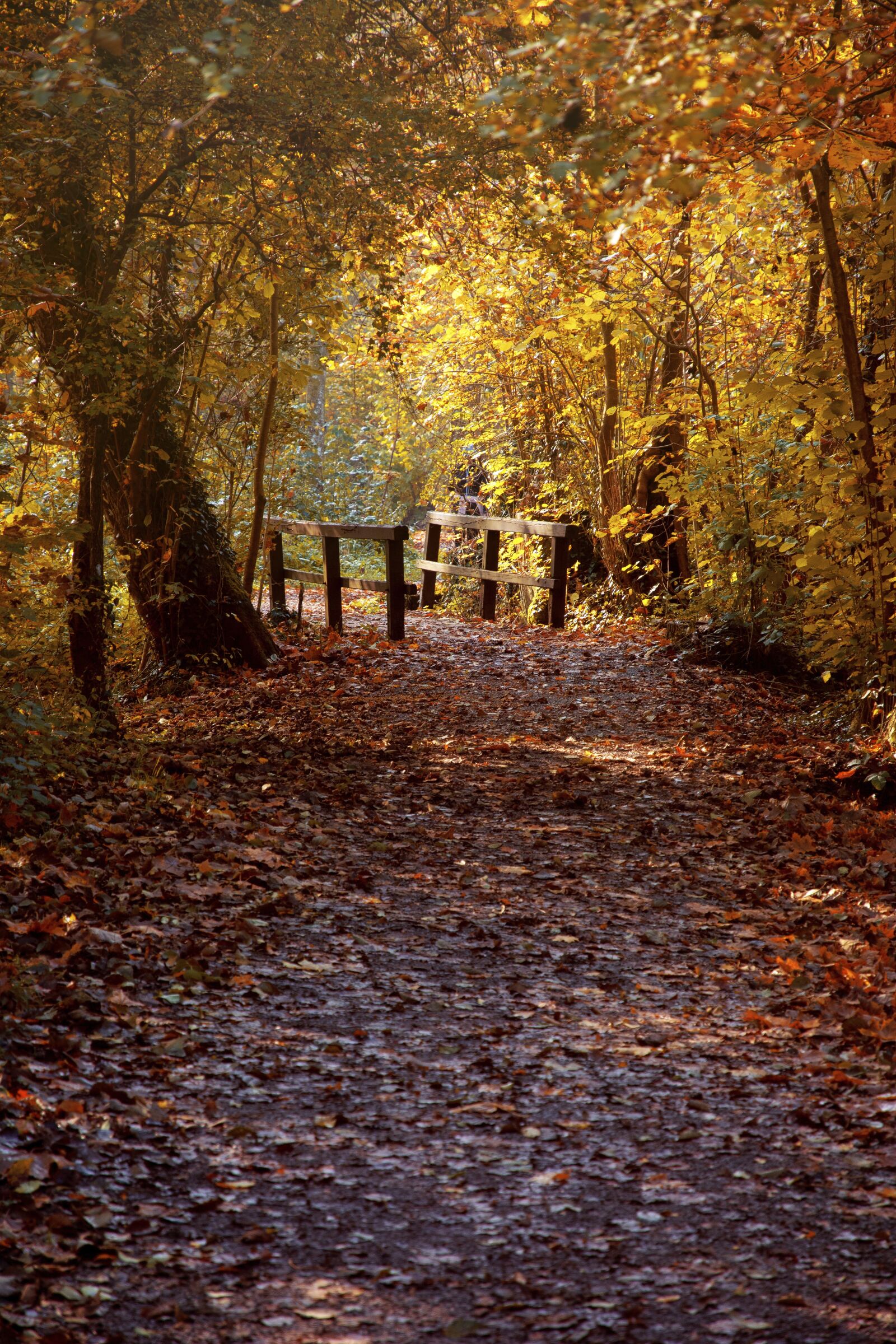 Nikon D7100 sample photo. Autumn, heilbronn, baden w photography