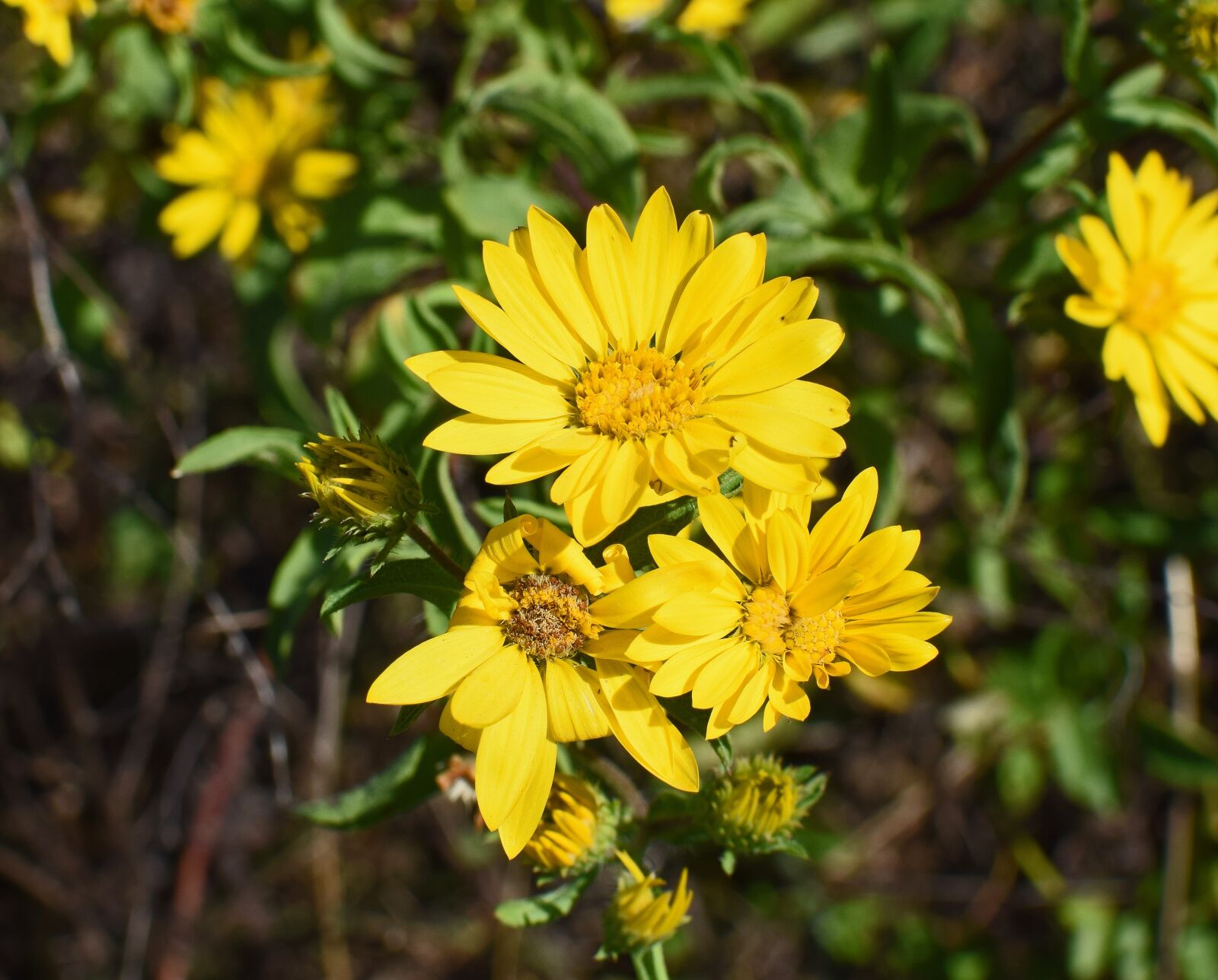 Nikon D3300 sample photo. Wild sunflower, wildflower, sunflower photography