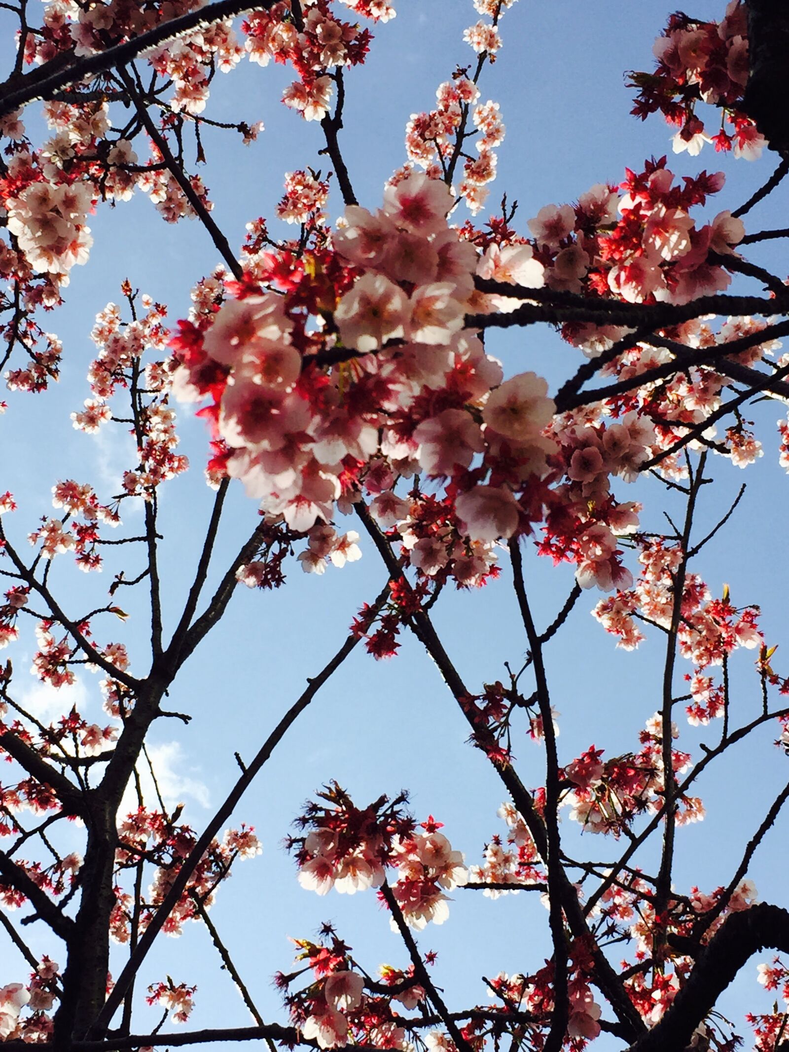 Apple iPhone 6 sample photo. Cherryblossoms, flower, in atami photography