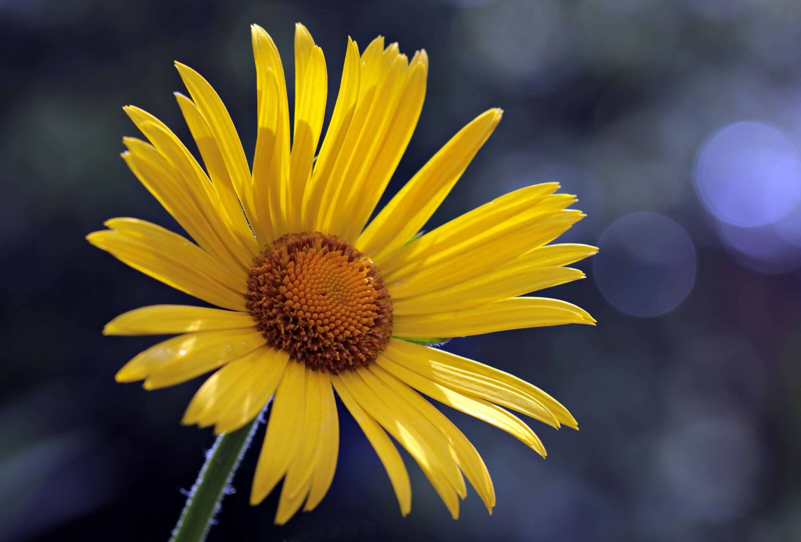 Canon EOS 80D sample photo. Yellow flower, detail, petal photography
