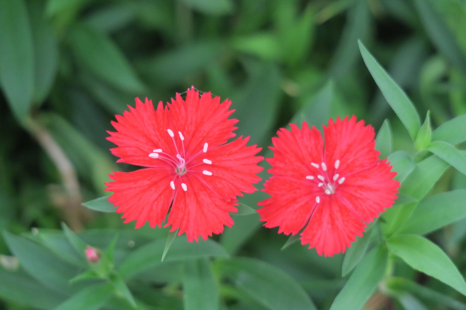 Canon PowerShot G3 X sample photo. Dianthus flowers, nature, plant photography
