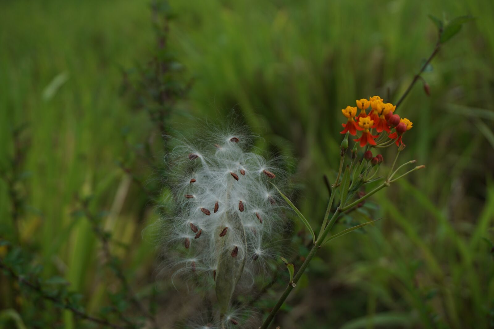 Sony E 16-50mm F3.5-5.6 PZ OSS sample photo. Cotton tree seed, seeds photography