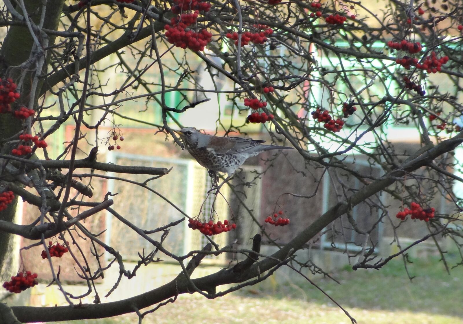 Sony Cyber-shot DSC-HX9V sample photo. Author, skibka, photo photography