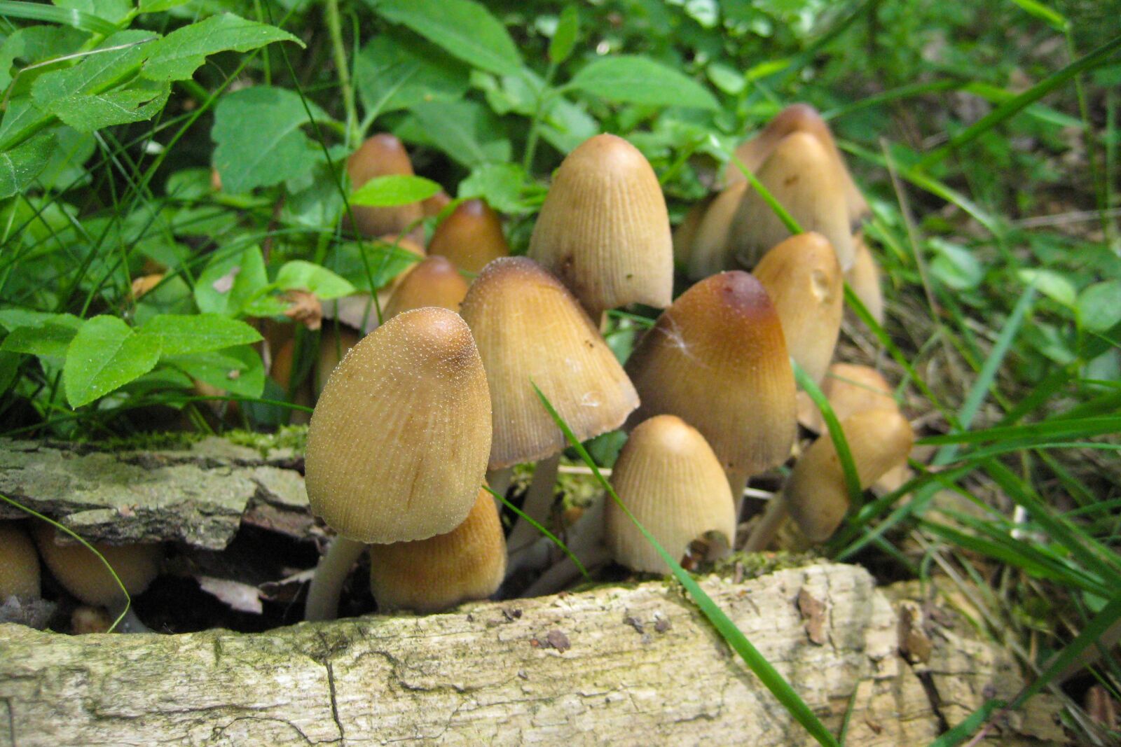Canon DIGITAL IXUS 70 sample photo. Mushrooms, forest floor, autumn photography