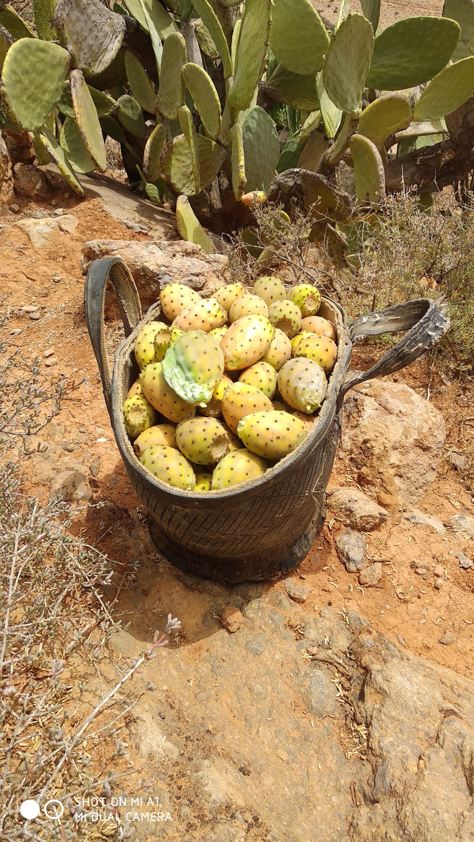 Xiaomi Mi A1 sample photo. Moroccan prickly pear, moroccan photography