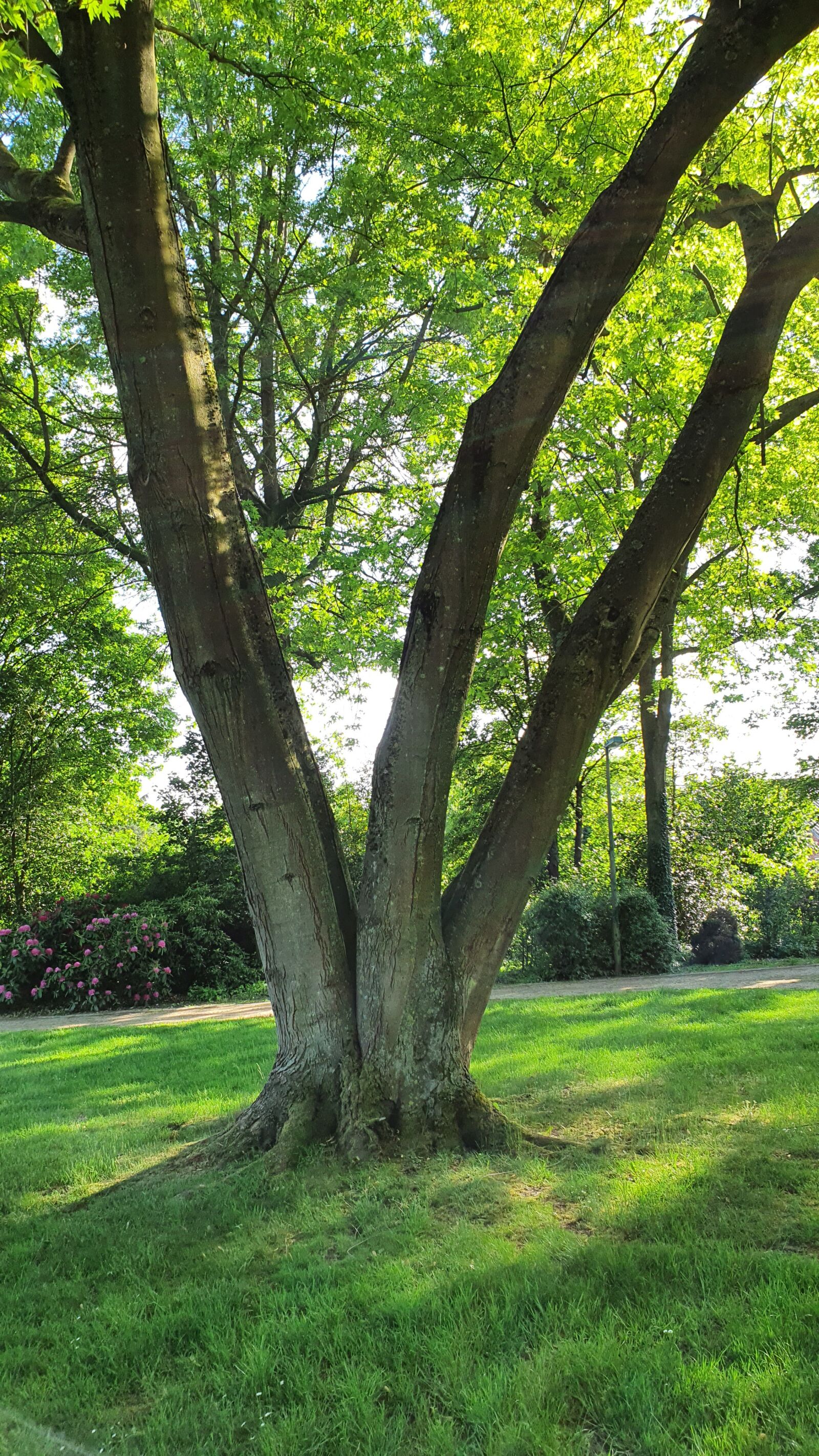 Samsung Galaxy S10 sample photo. Nature, trees, travel photography