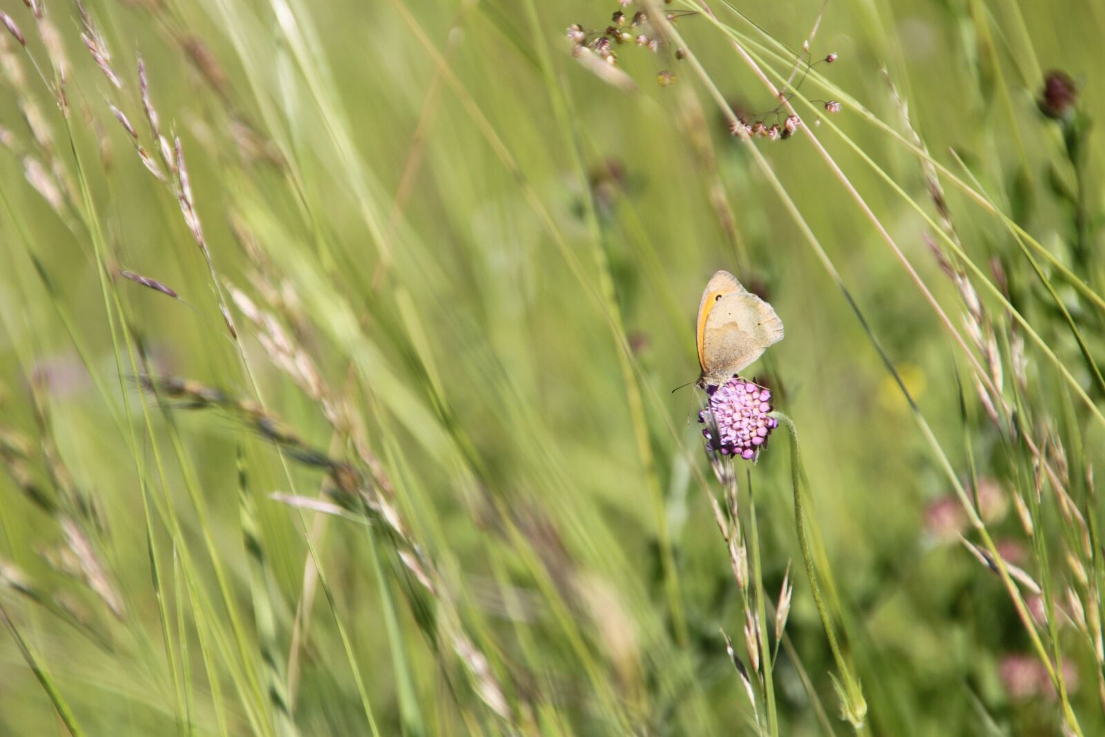 Canon EOS 500D (EOS Rebel T1i / EOS Kiss X3) sample photo. Butterfly, flower, meadow photography