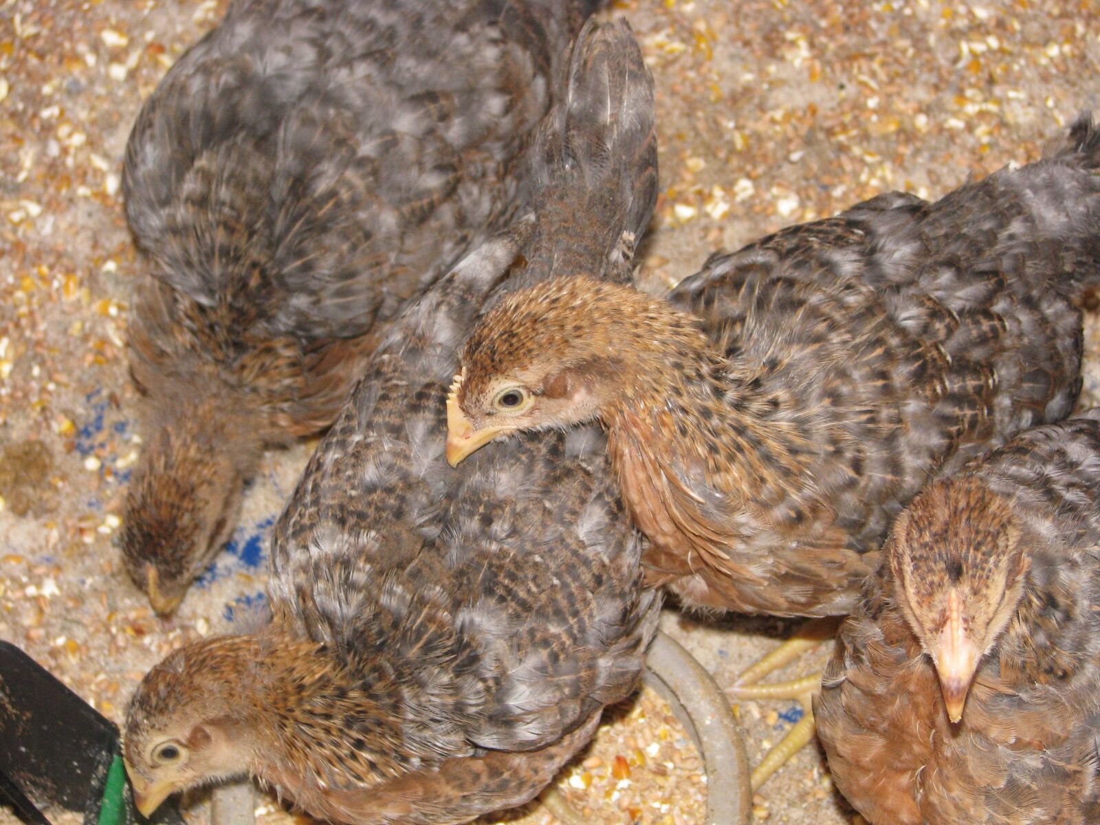 Canon POWERSHOT S5 IS sample photo. Chicks, chickens, poultry photography