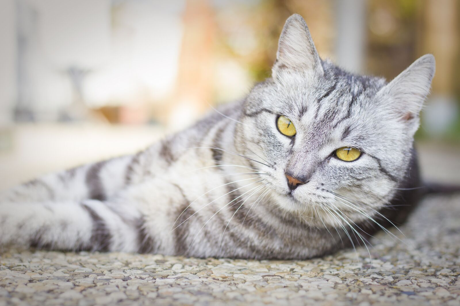 Canon EOS 600D (Rebel EOS T3i / EOS Kiss X5) + Canon EF 50mm F1.8 STM sample photo. Animal, cute, cat photography