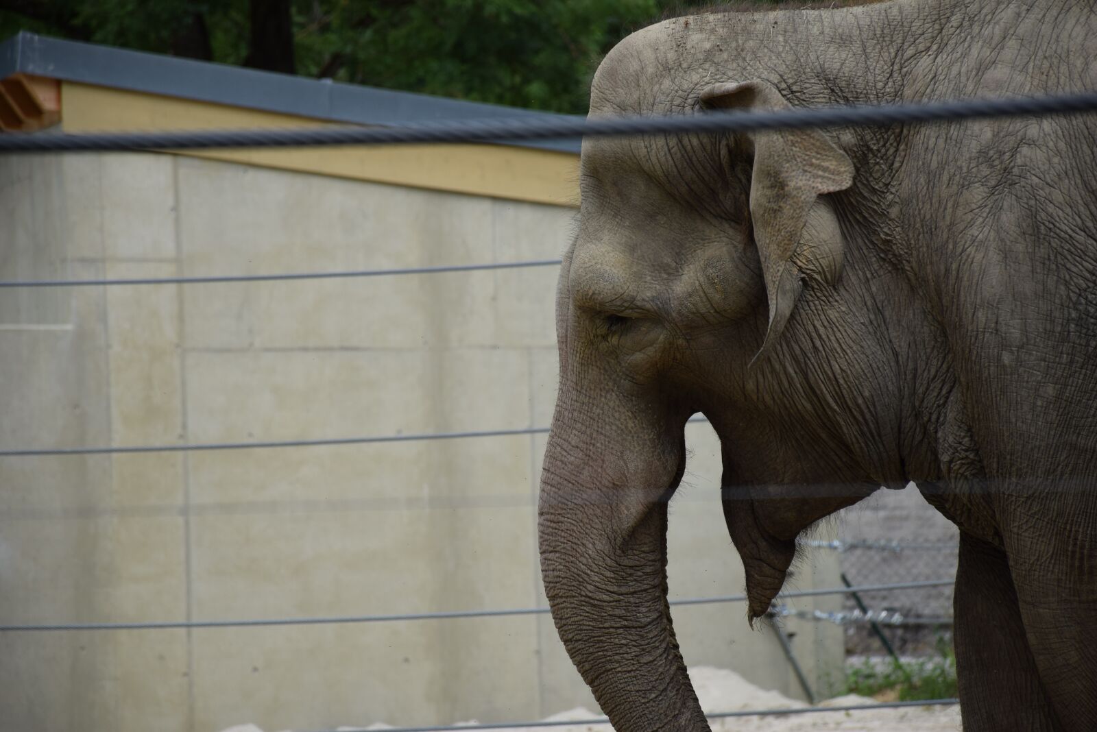 Nikon D5300 sample photo. Elephant head, elephant, zoo photography