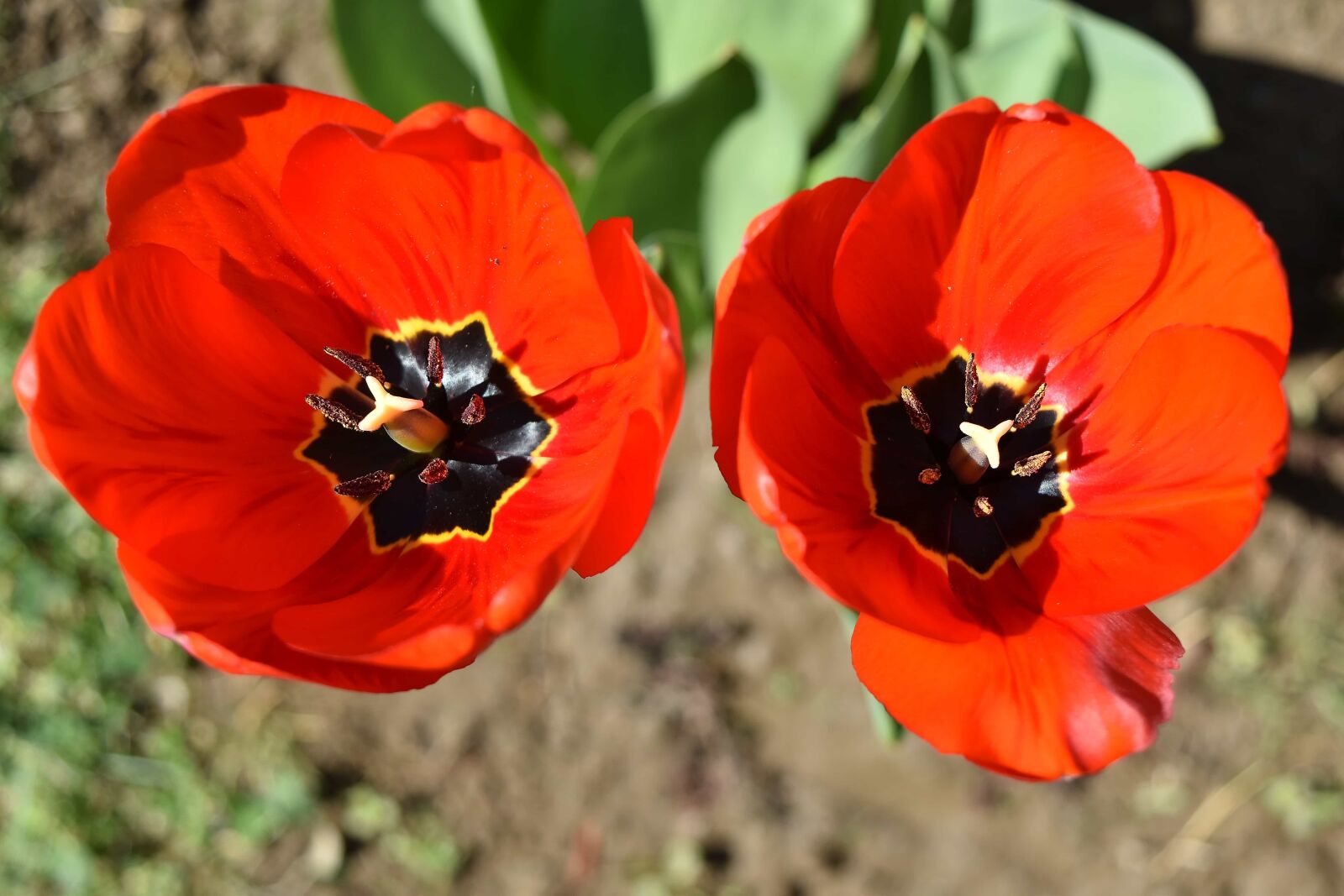 Nikon D5500 sample photo. Beautiful flowers, red, tulip photography