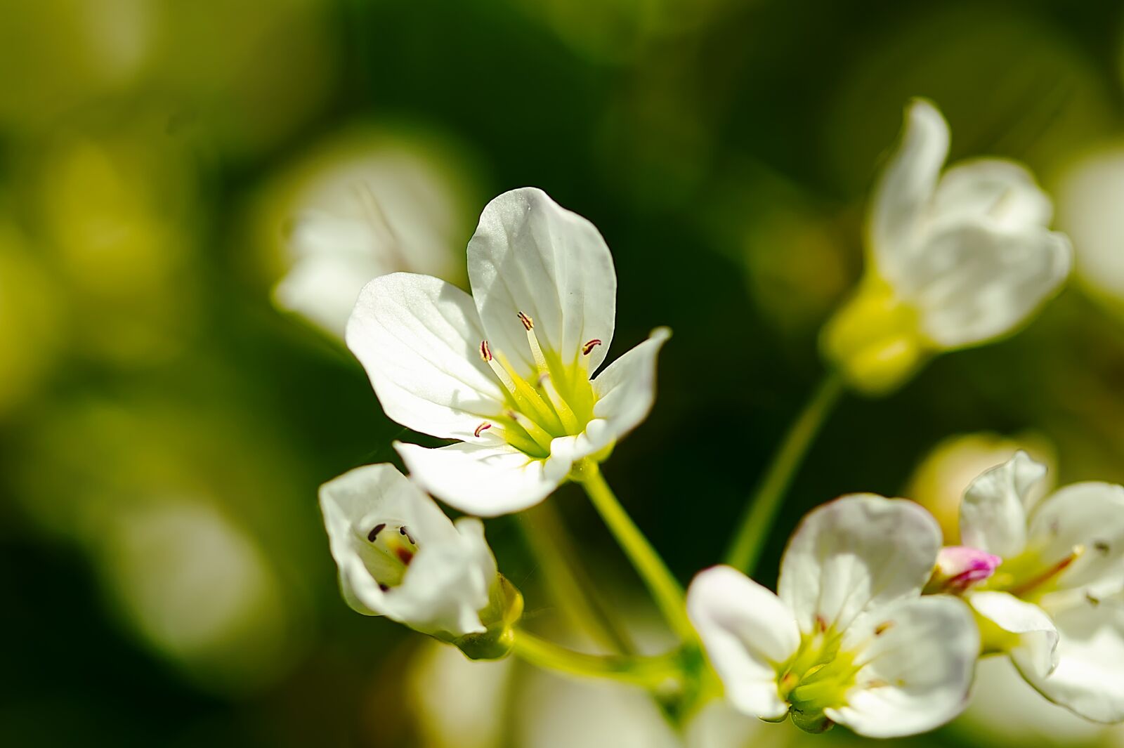 Canon EOS 60D + Canon EF-S 60mm F2.8 Macro USM sample photo. Blossom, bloom, nature photography