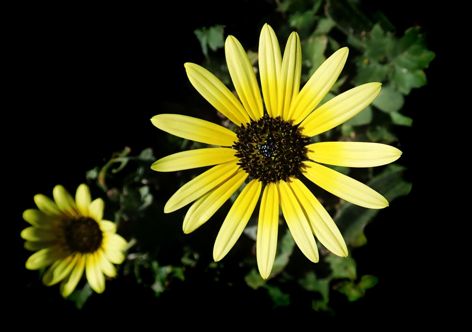 Olympus TG-5 sample photo. Daisy, cape weed, garden photography
