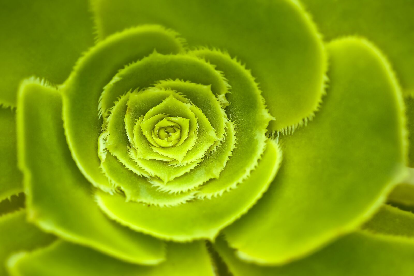 Olympus OM-D E-M10 sample photo. Wurz, houseleek, thick sheet photography