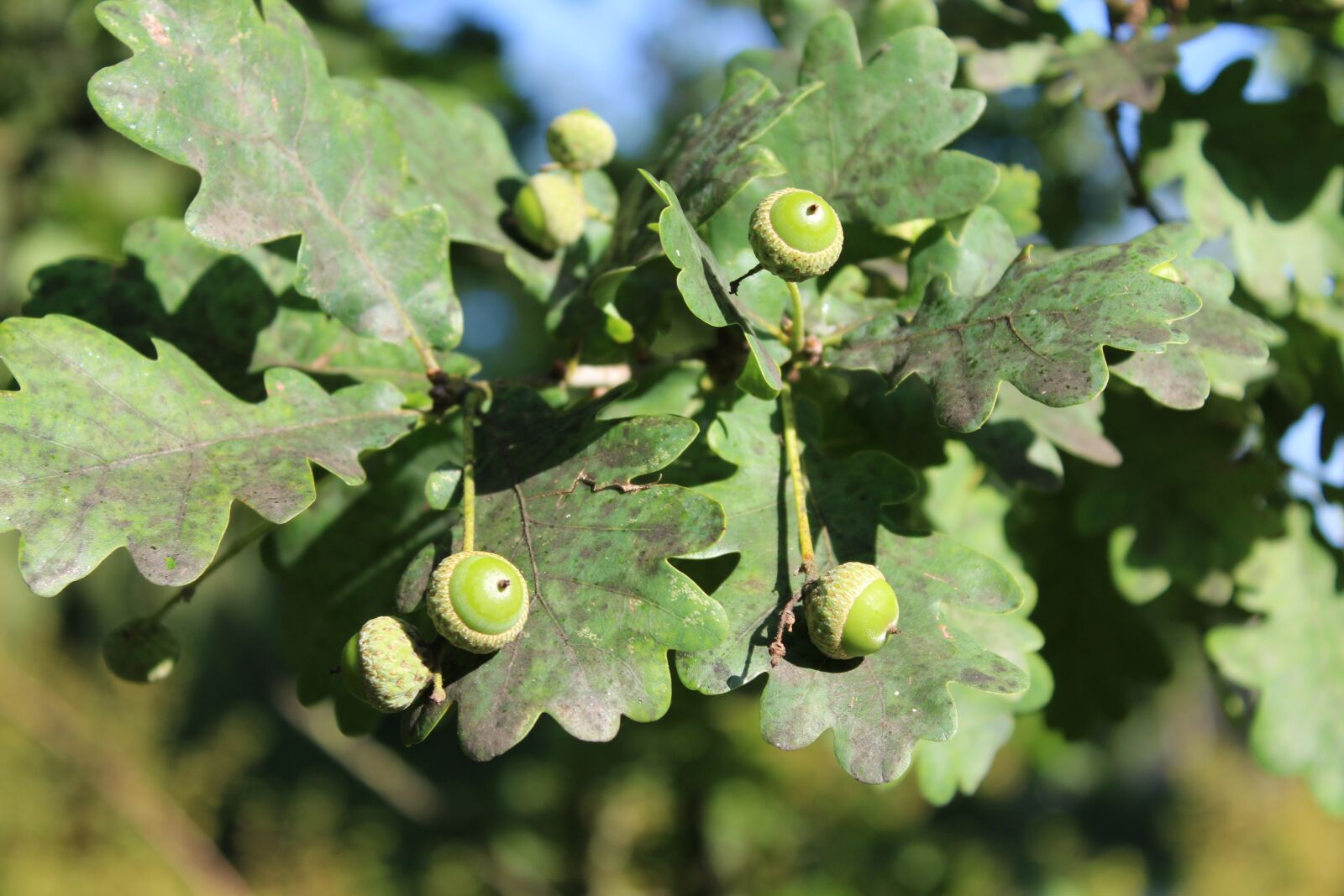 Canon EOS 1300D (EOS Rebel T6 / EOS Kiss X80) sample photo. Acorn, leaf, oak tree photography
