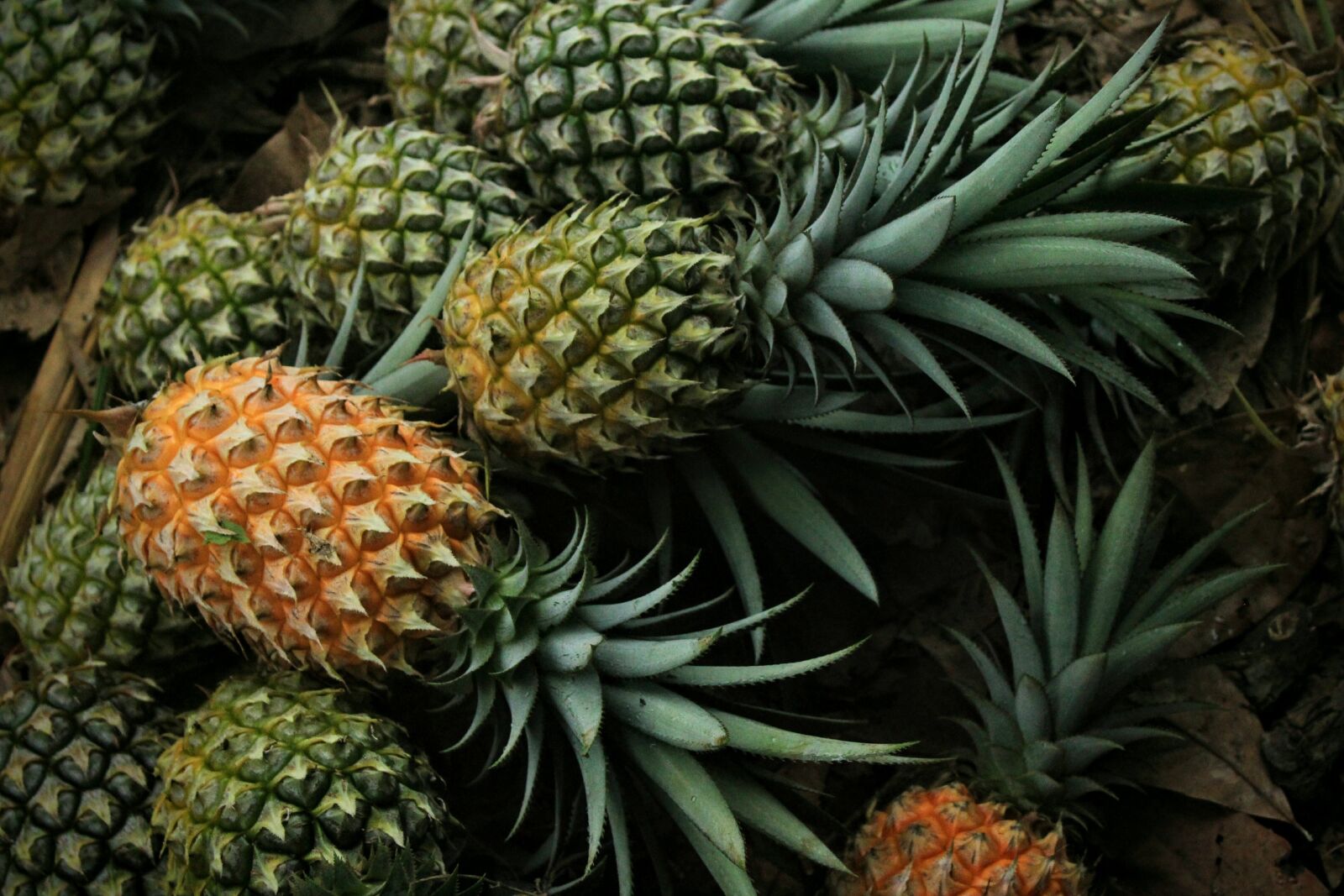 Canon EOS 1300D (EOS Rebel T6 / EOS Kiss X80) sample photo. Pineapple, fruit, food photography