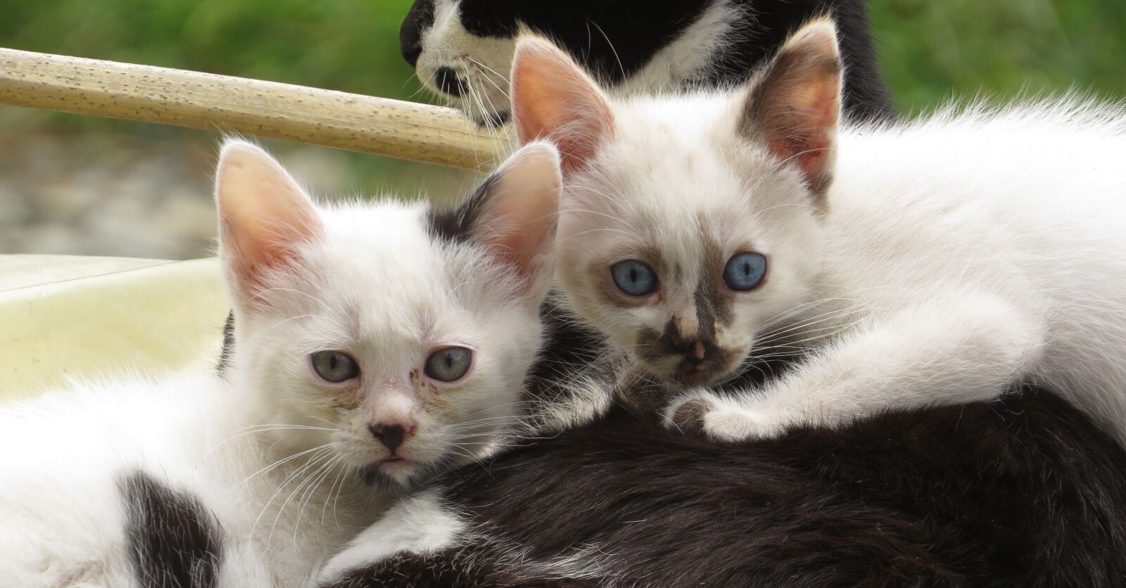 Canon PowerShot SX50 HS sample photo. Kittens, cats, domestic photography