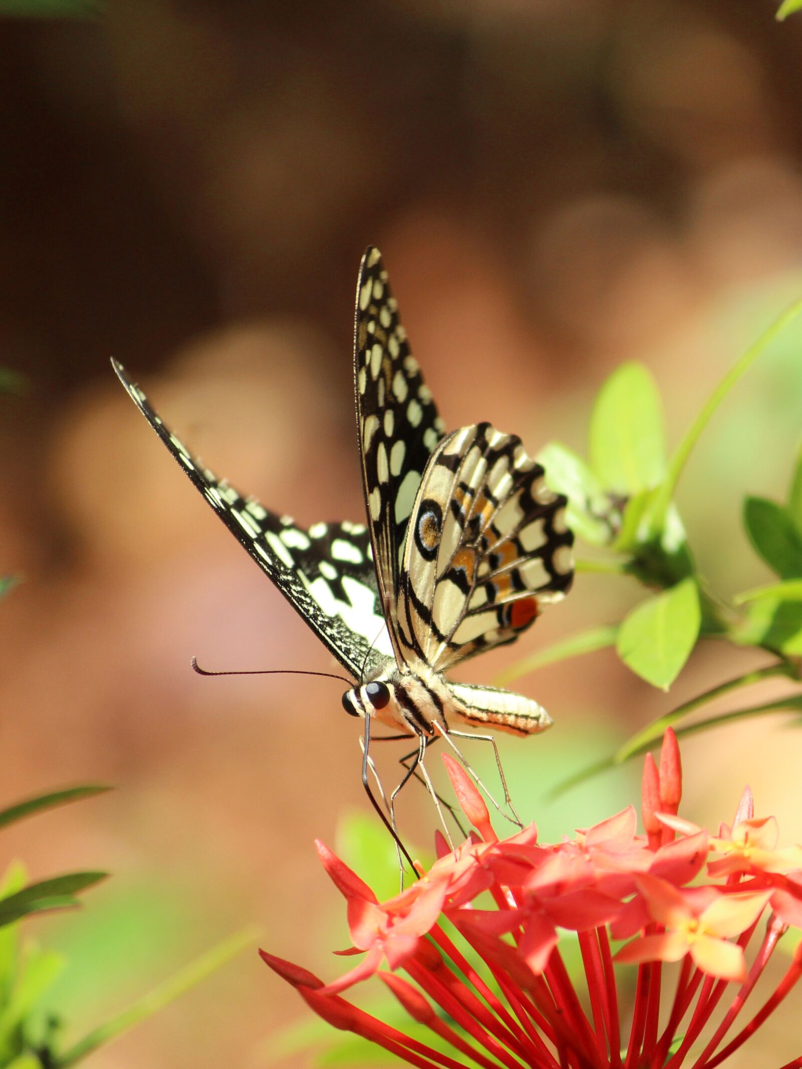Canon EOS 1300D (EOS Rebel T6 / EOS Kiss X80) sample photo. Butterfly, nature, insect photography