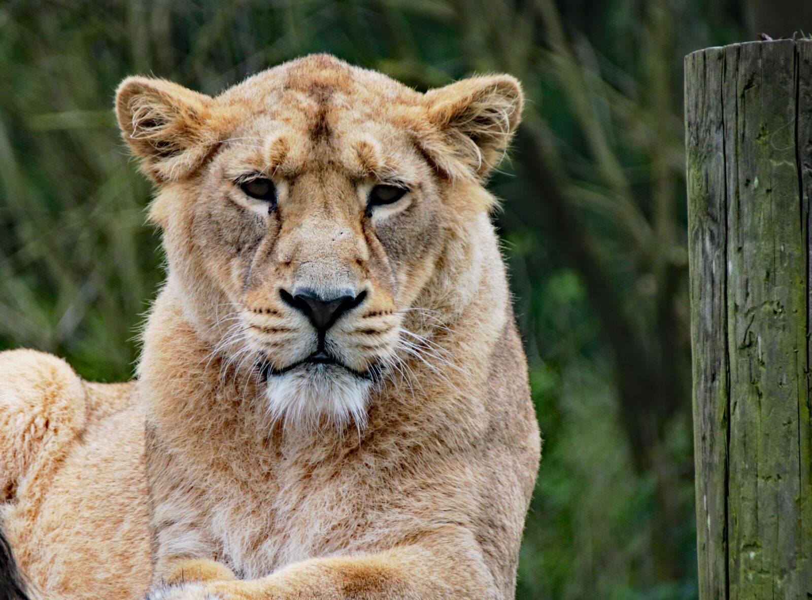 Canon EOS 760D (EOS Rebel T6s / EOS 8000D) sample photo. Lioness, pride, wild photography