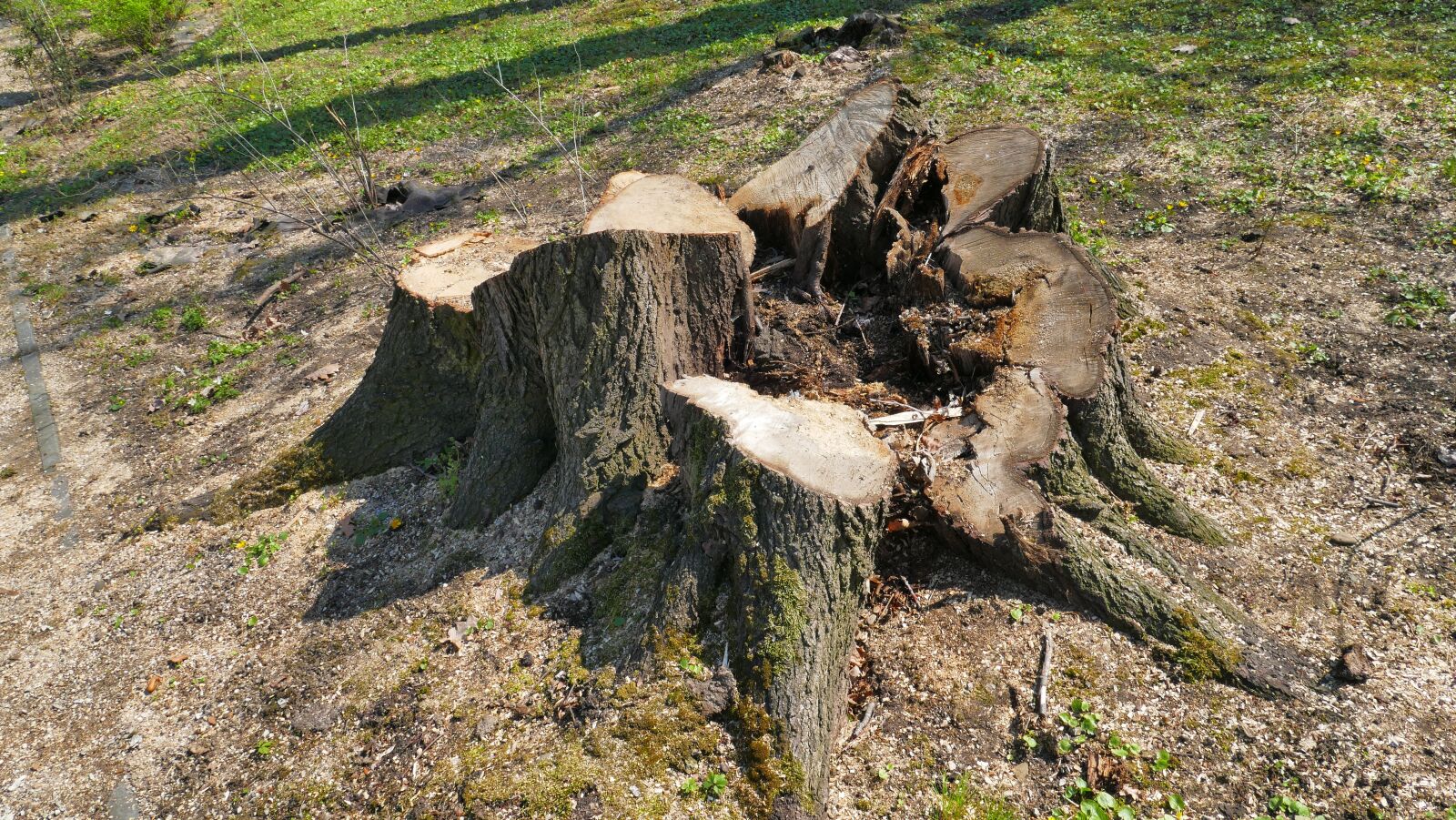 Panasonic Lumix DMC-FZ1000 sample photo. Trunk, tree, nature photography