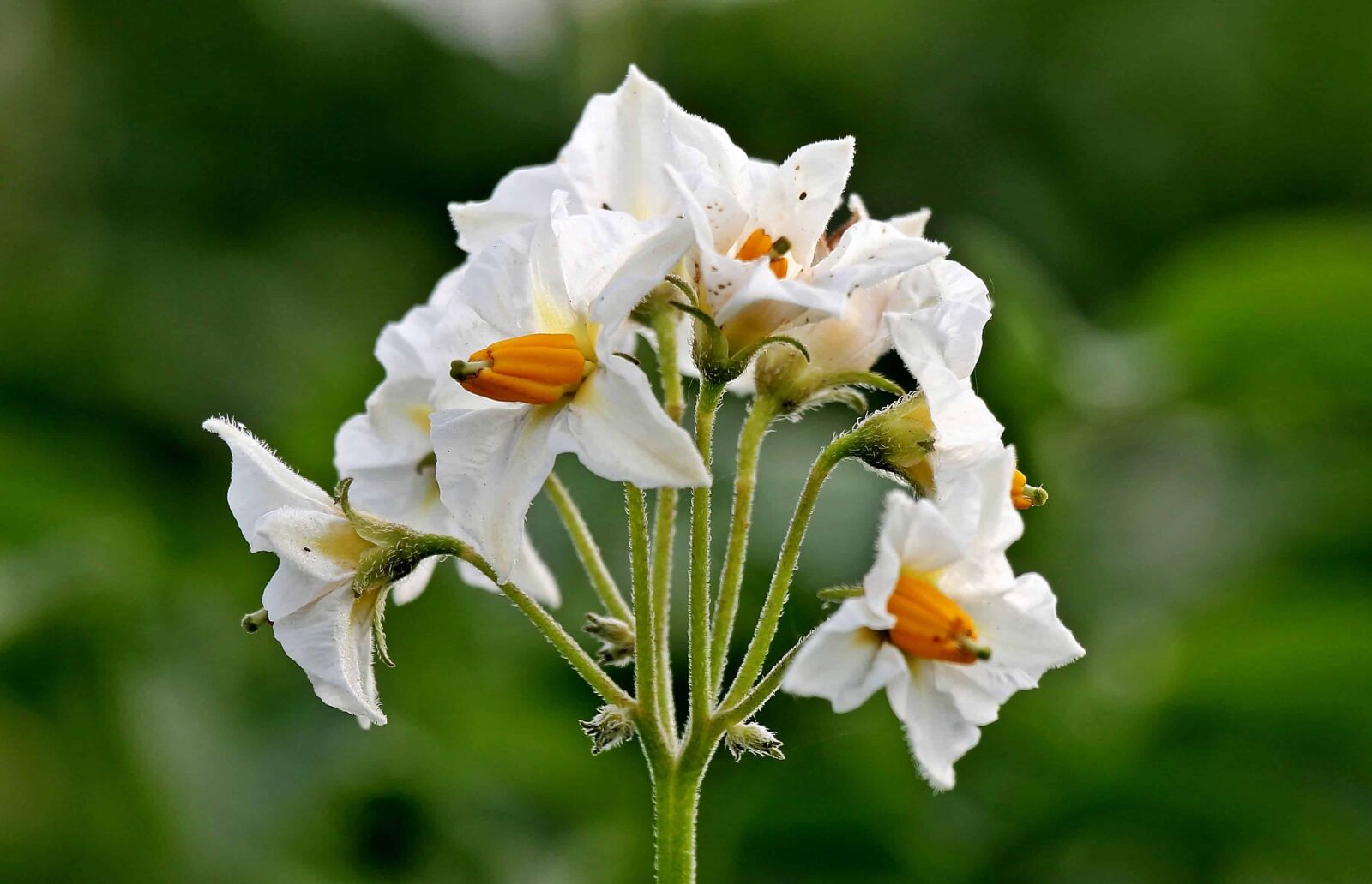 Canon EOS 550D (EOS Rebel T2i / EOS Kiss X4) sample photo. Potato flower, garden, summer photography