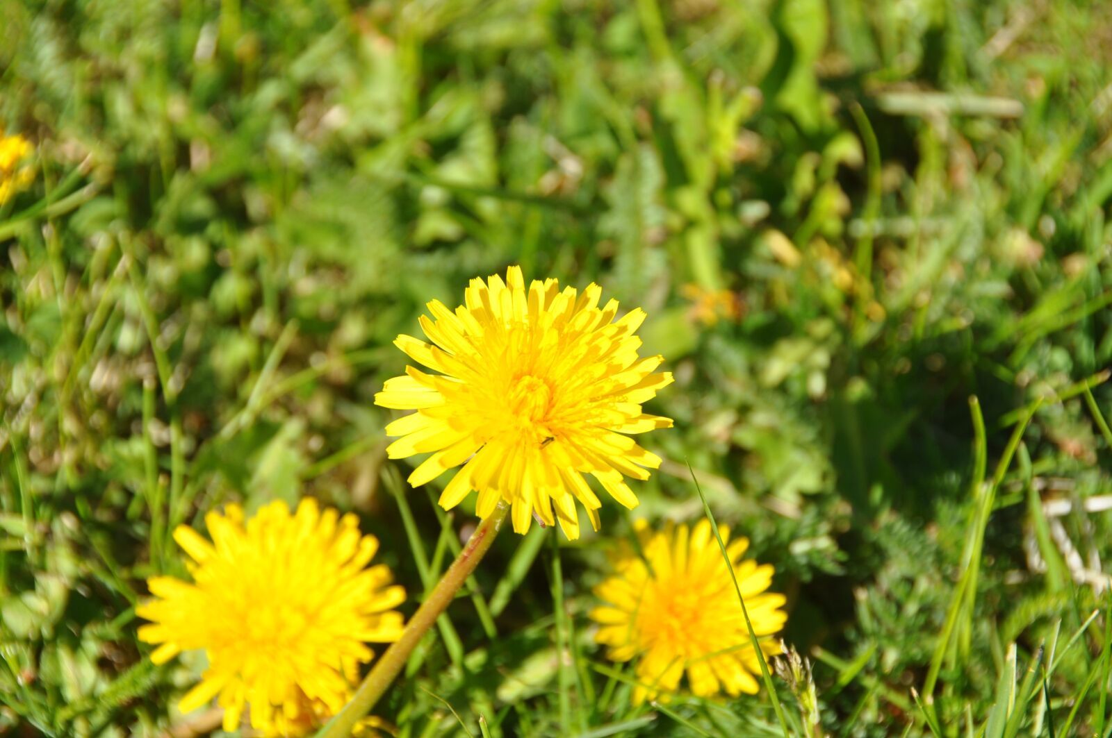Nikon D90 sample photo. Flower, nature, finland photography