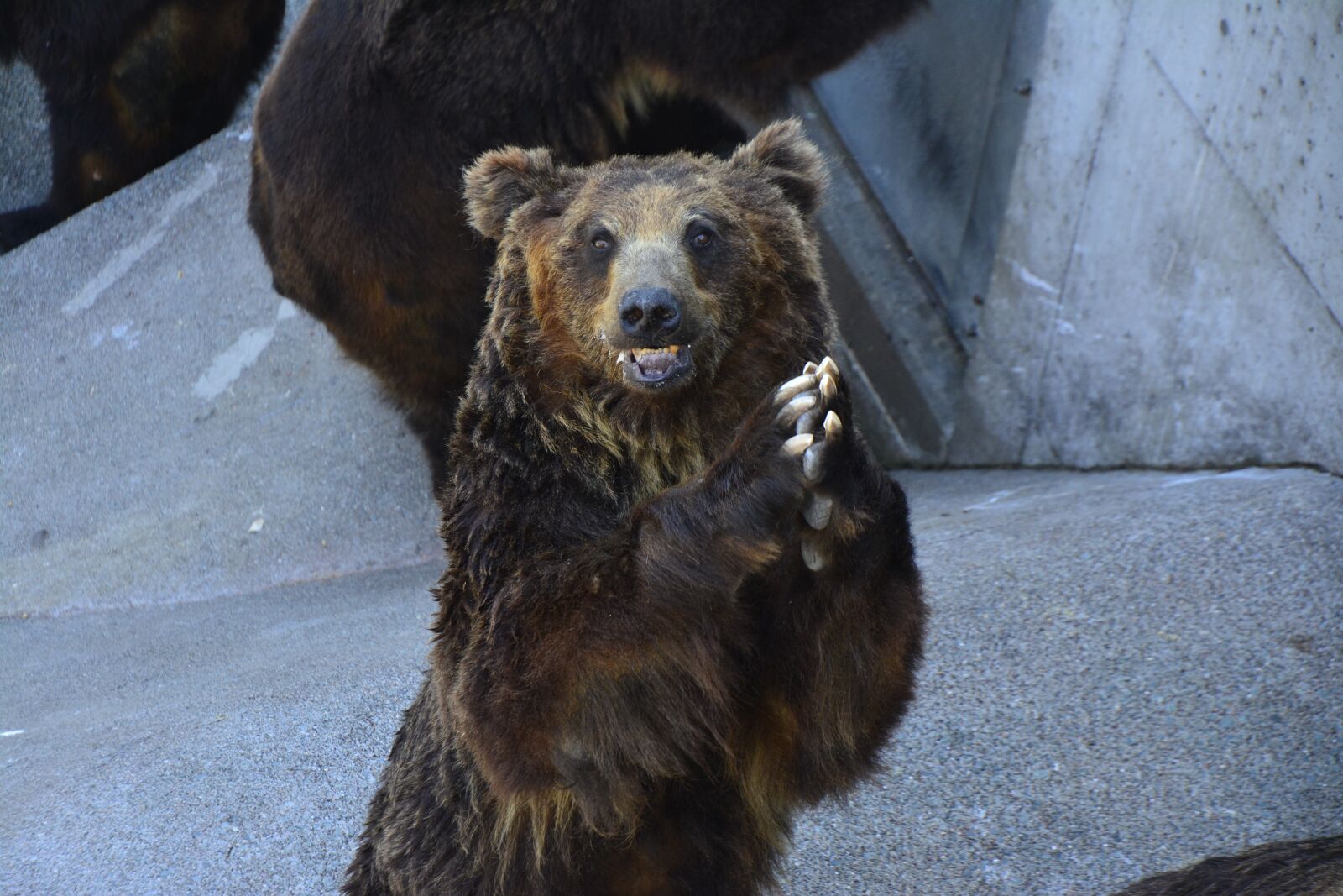 Nikon D5200 sample photo. Japan, bear, animal photography