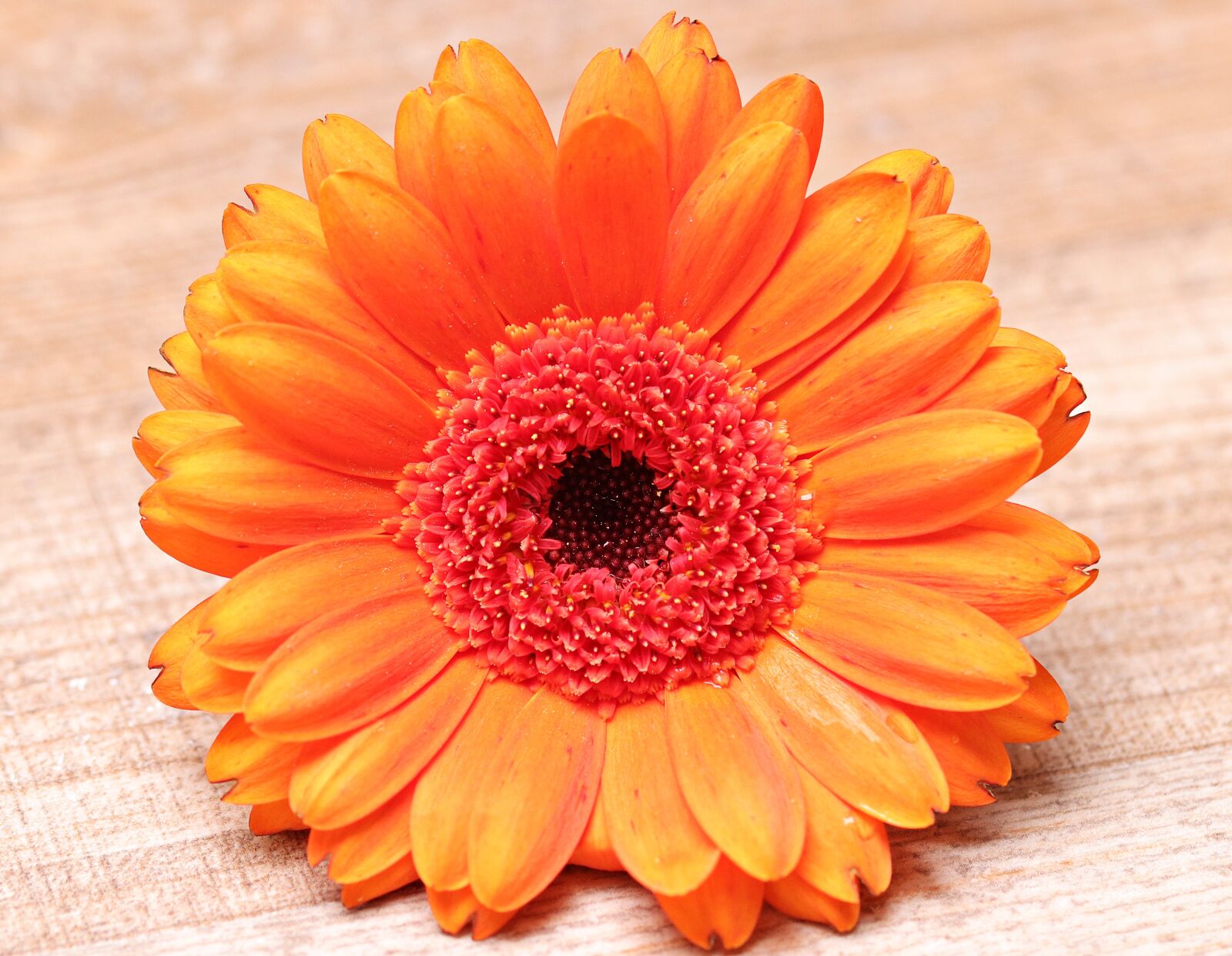 Canon EOS 80D sample photo. Gerbera, flower, blossom photography