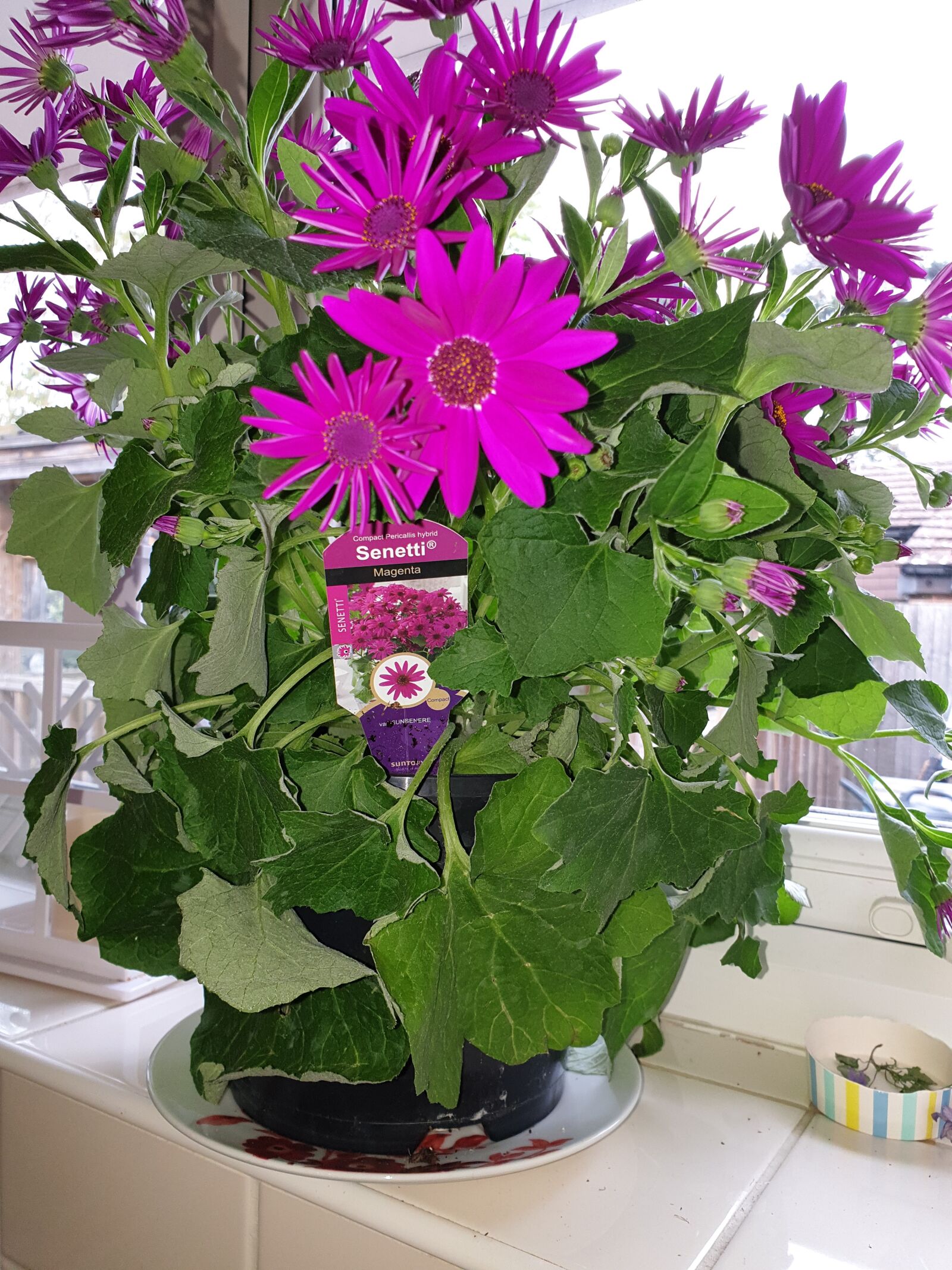 Samsung Galaxy S9 sample photo. Flower, magenta, purple flower photography