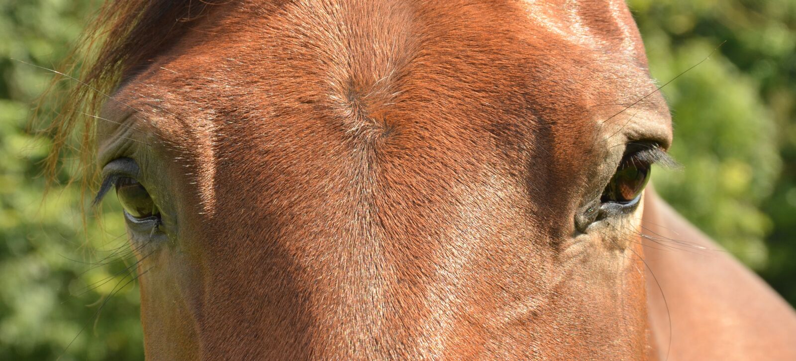 Nikon D7000 sample photo. Horse, eye, paardenoog photography