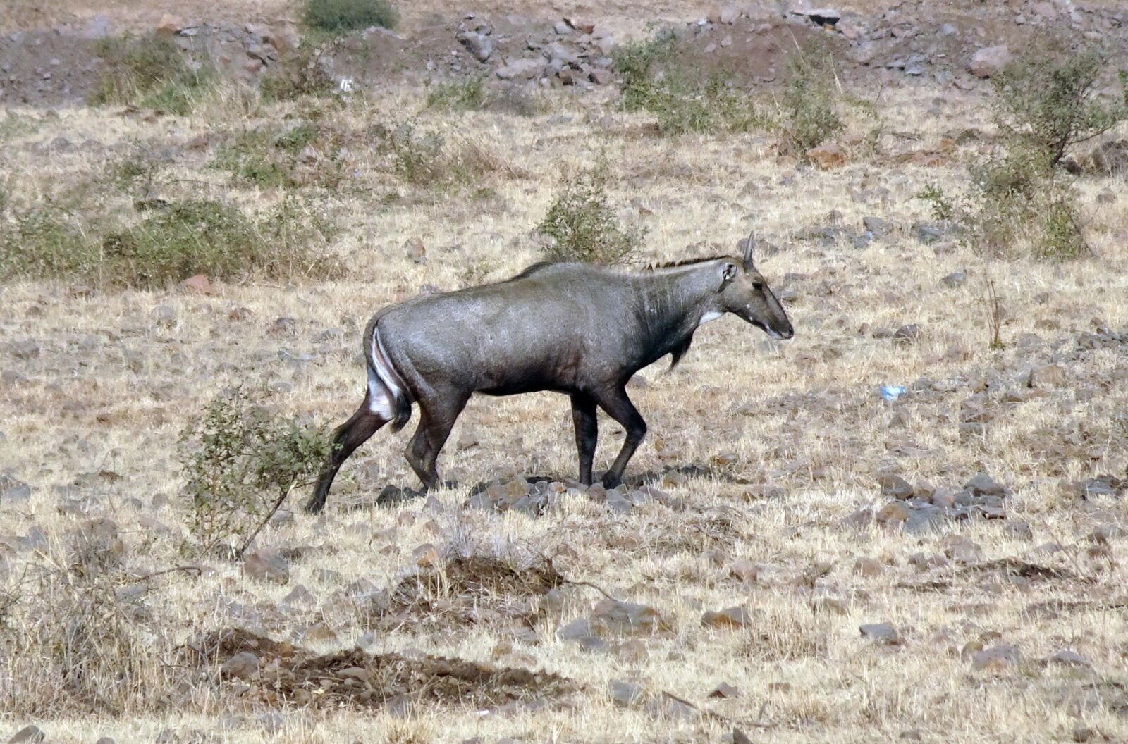Sony Cyber-shot DSC-HX90V sample photo. Nilgai, antelope, animal photography