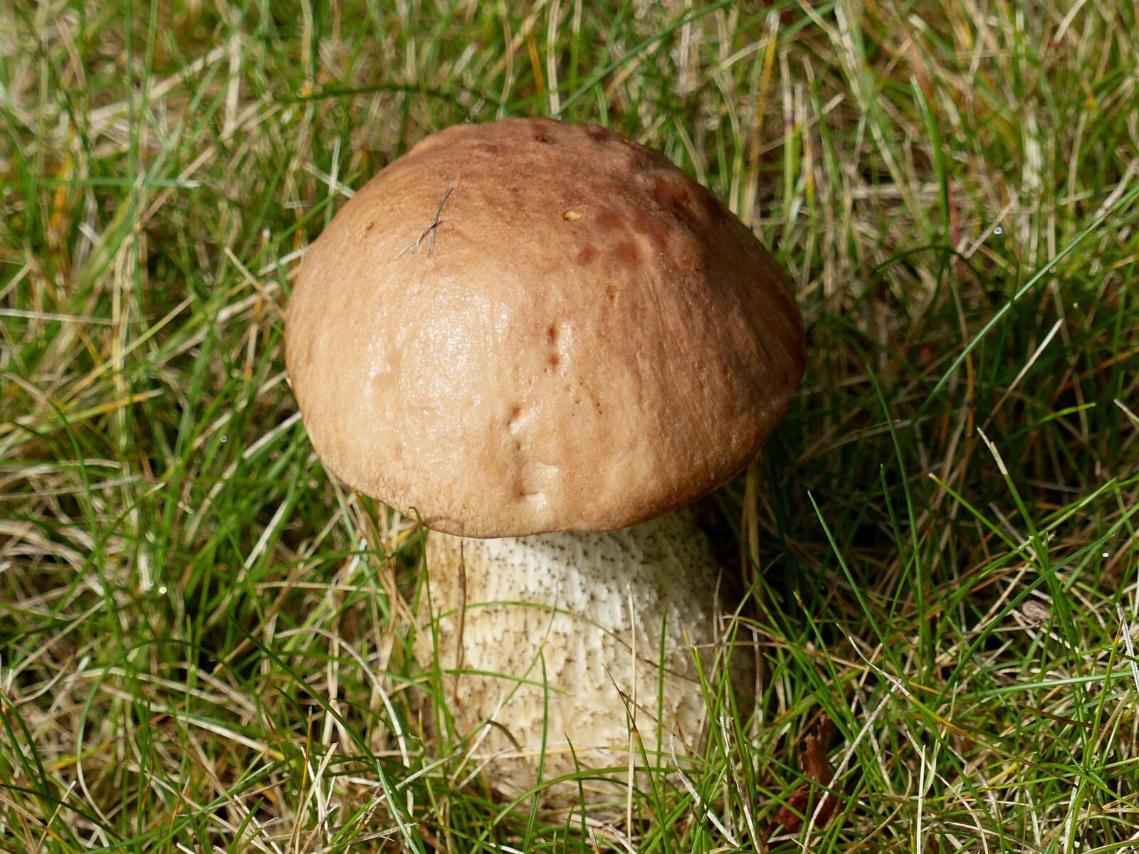 Panasonic Lumix DMC-FZ200 sample photo. Mushroom, autumn, brown photography