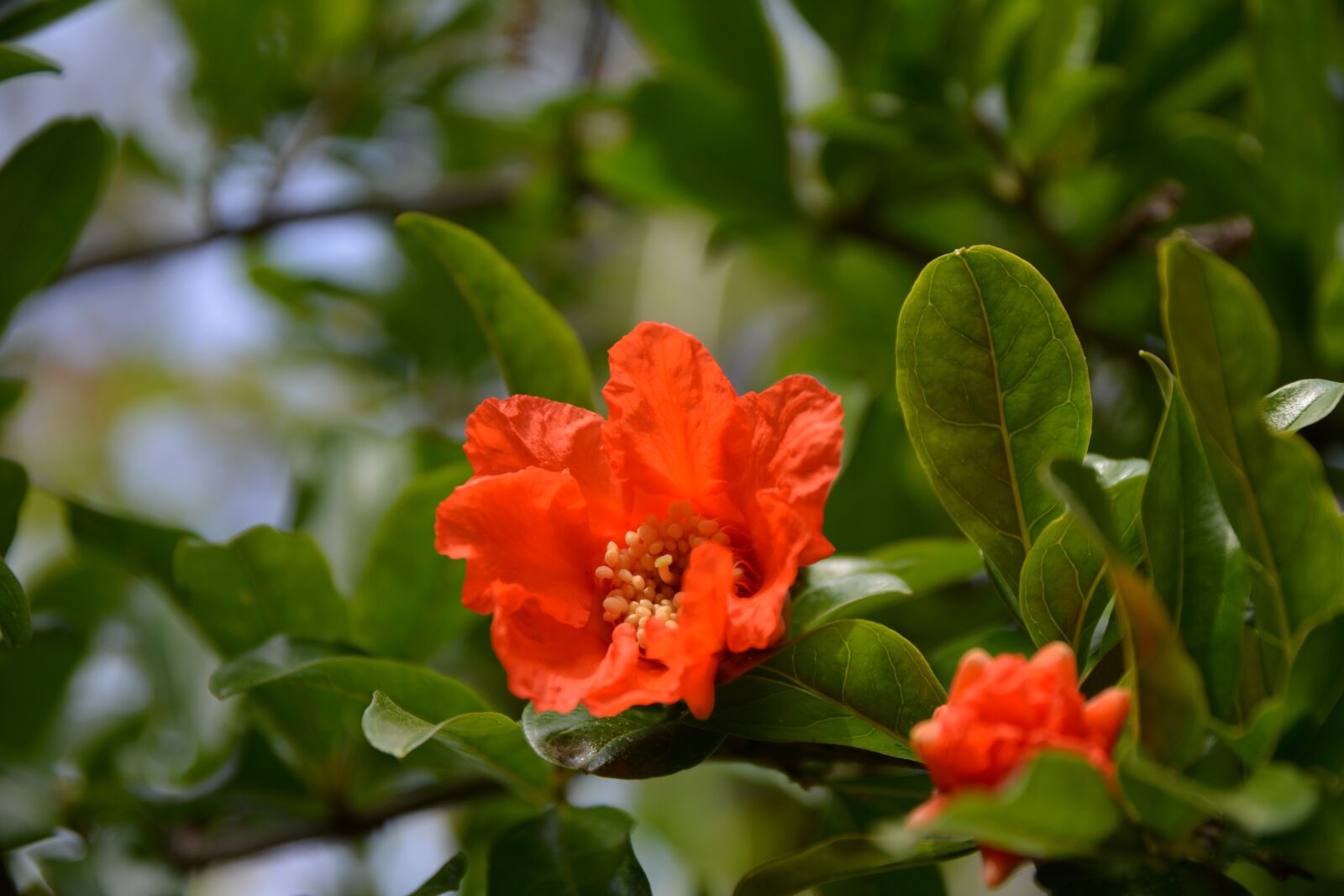 Nikon D5200 sample photo. Flower, tree, granado photography