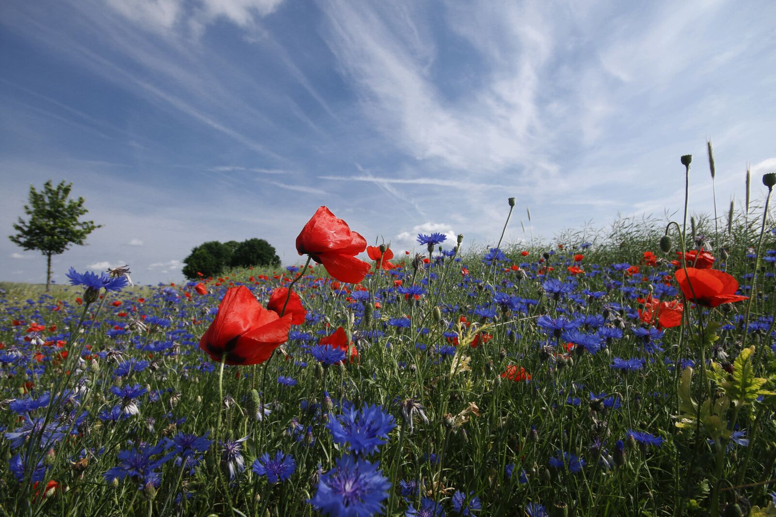 Canon EOS 70D sample photo. Poppy, cornflower, red poppy photography