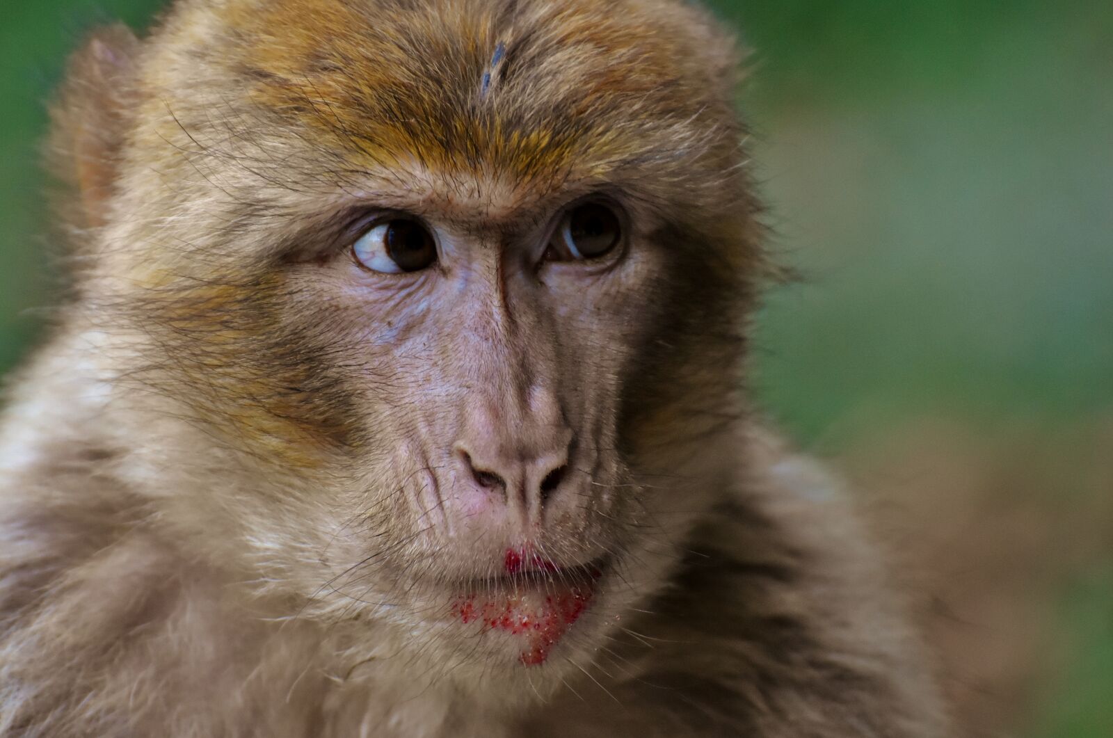 Nikon D7200 sample photo. Barbary ape, endangered species photography