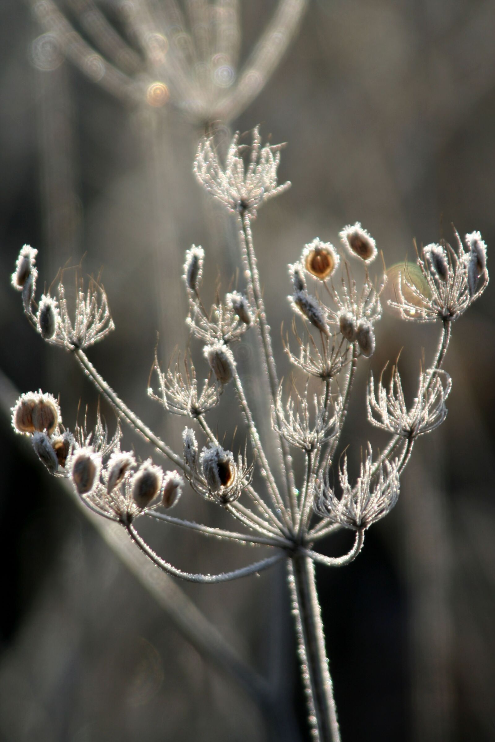 Canon EOS 350D (EOS Digital Rebel XT / EOS Kiss Digital N) sample photo. Grass, winter, nature photography