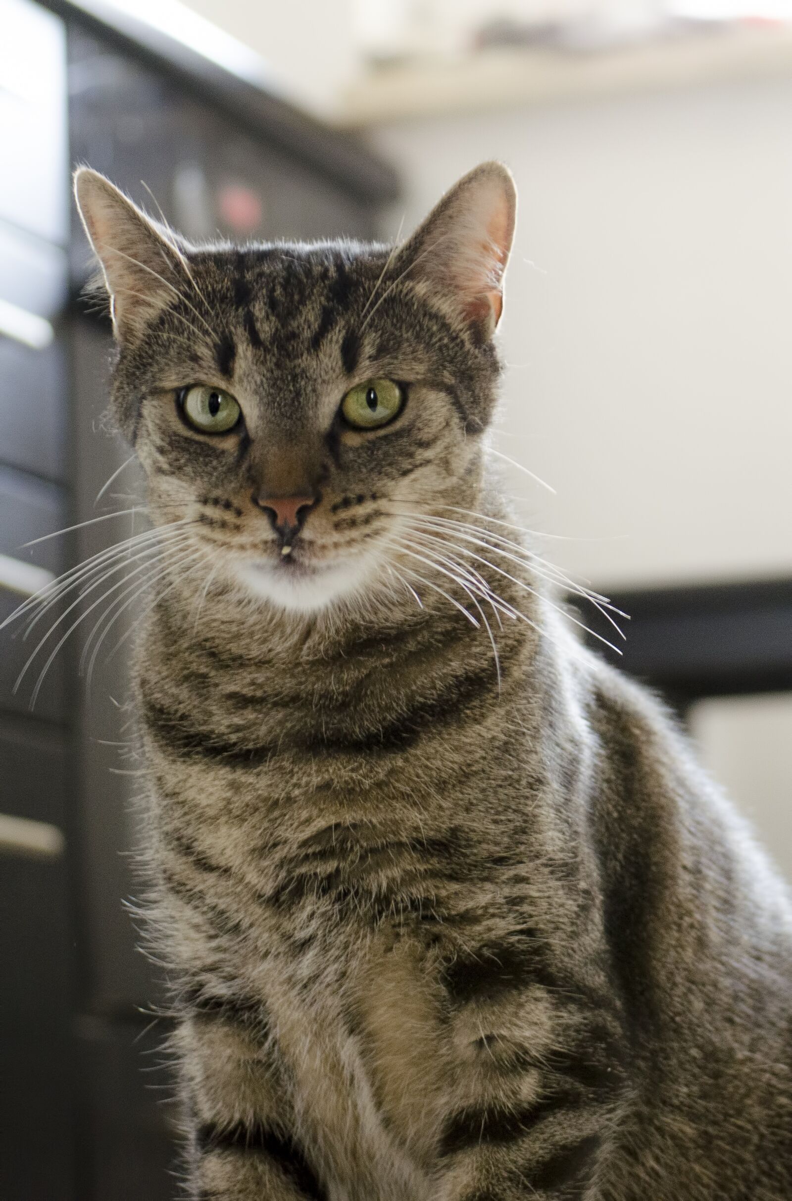 Nikon D5100 sample photo. Cat, tomcat, domestic cat photography