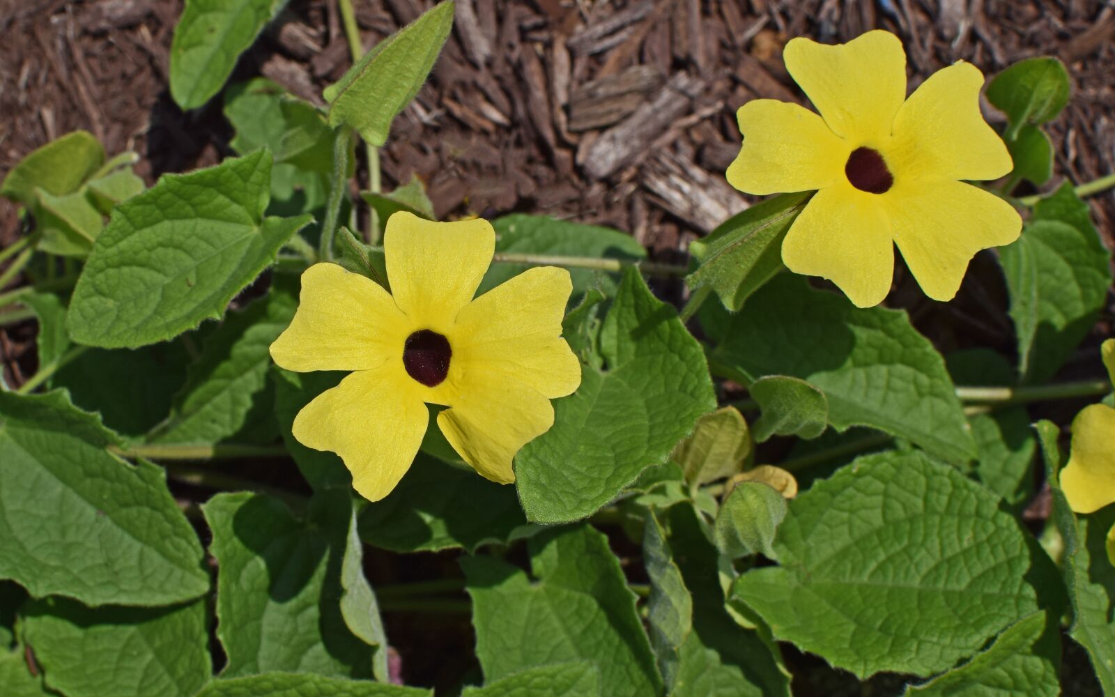 Nikon D3300 sample photo. Black-eyed susan vine, vine photography